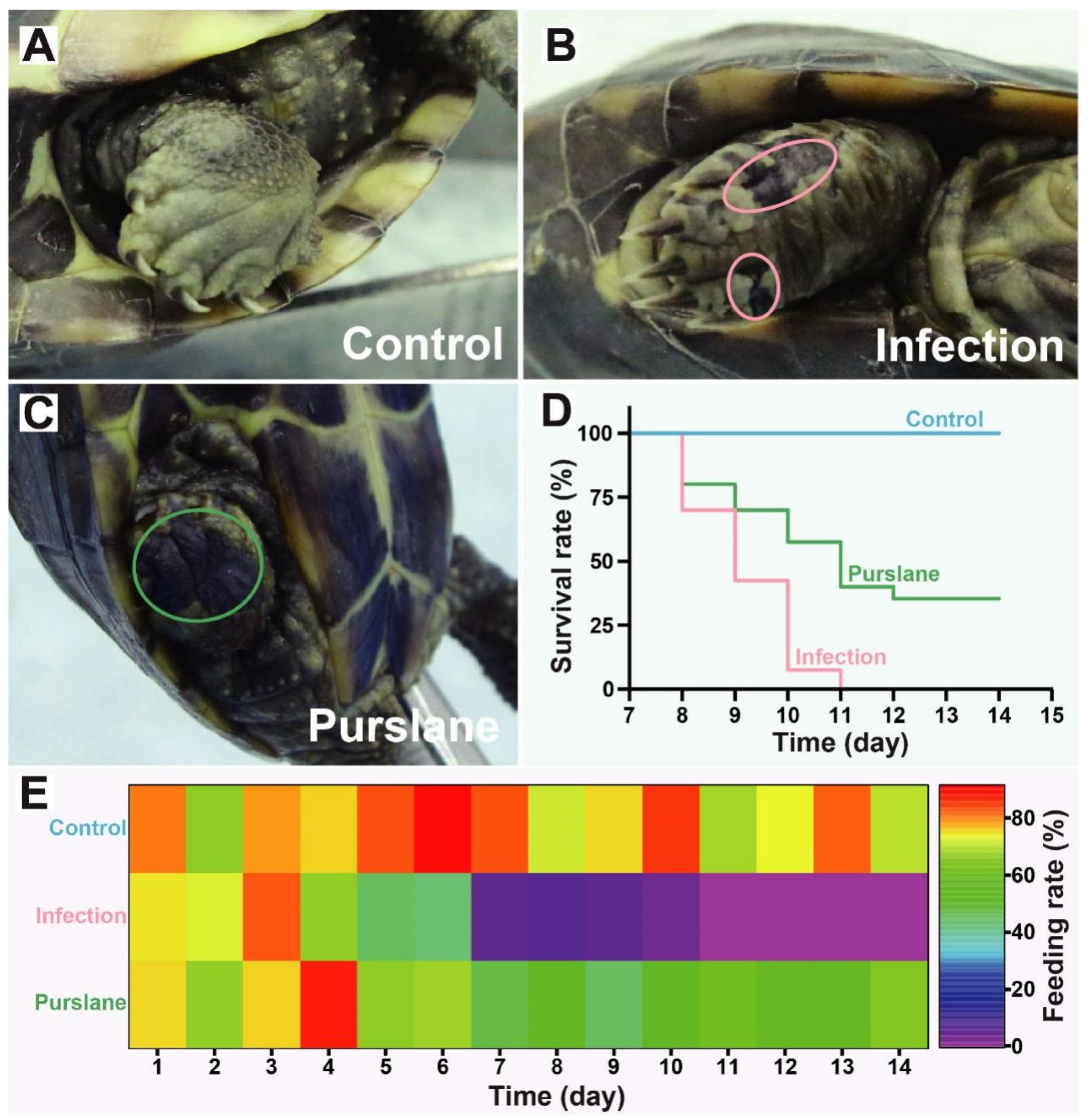 Ijms 24 10260 g001 Ijms 24 10260 g001
