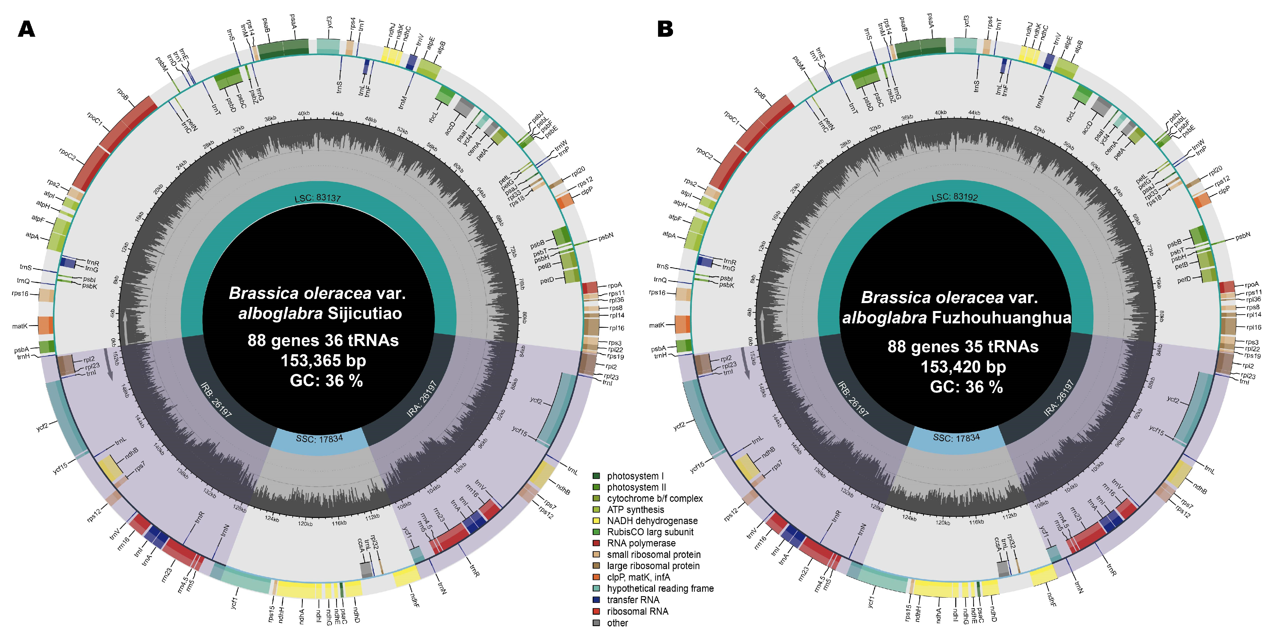 File:NFL playoff tree 14 teams hu.png - Wikimedia Commons