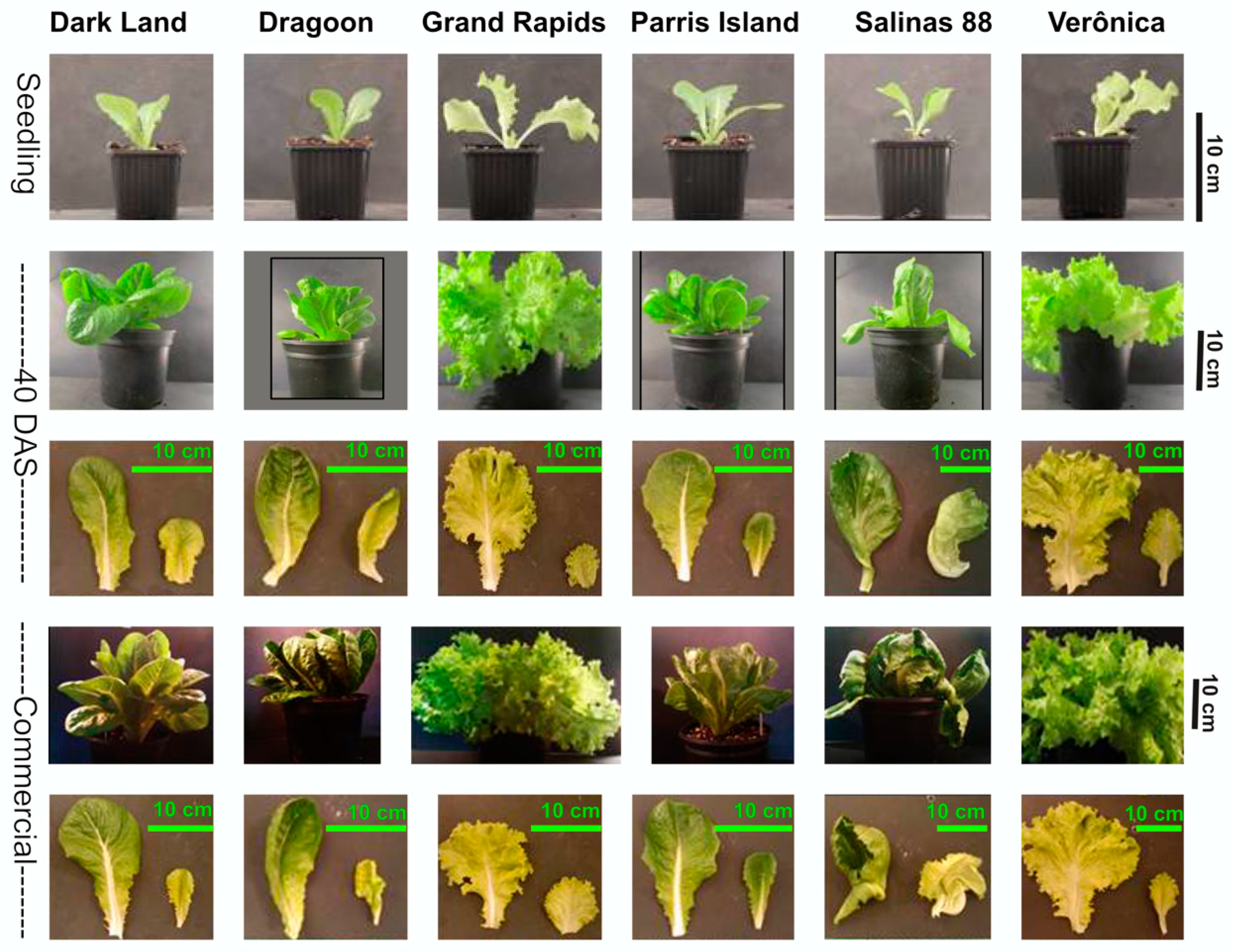 Ijms 24 10310 g001 Ijms 24 10310 g001