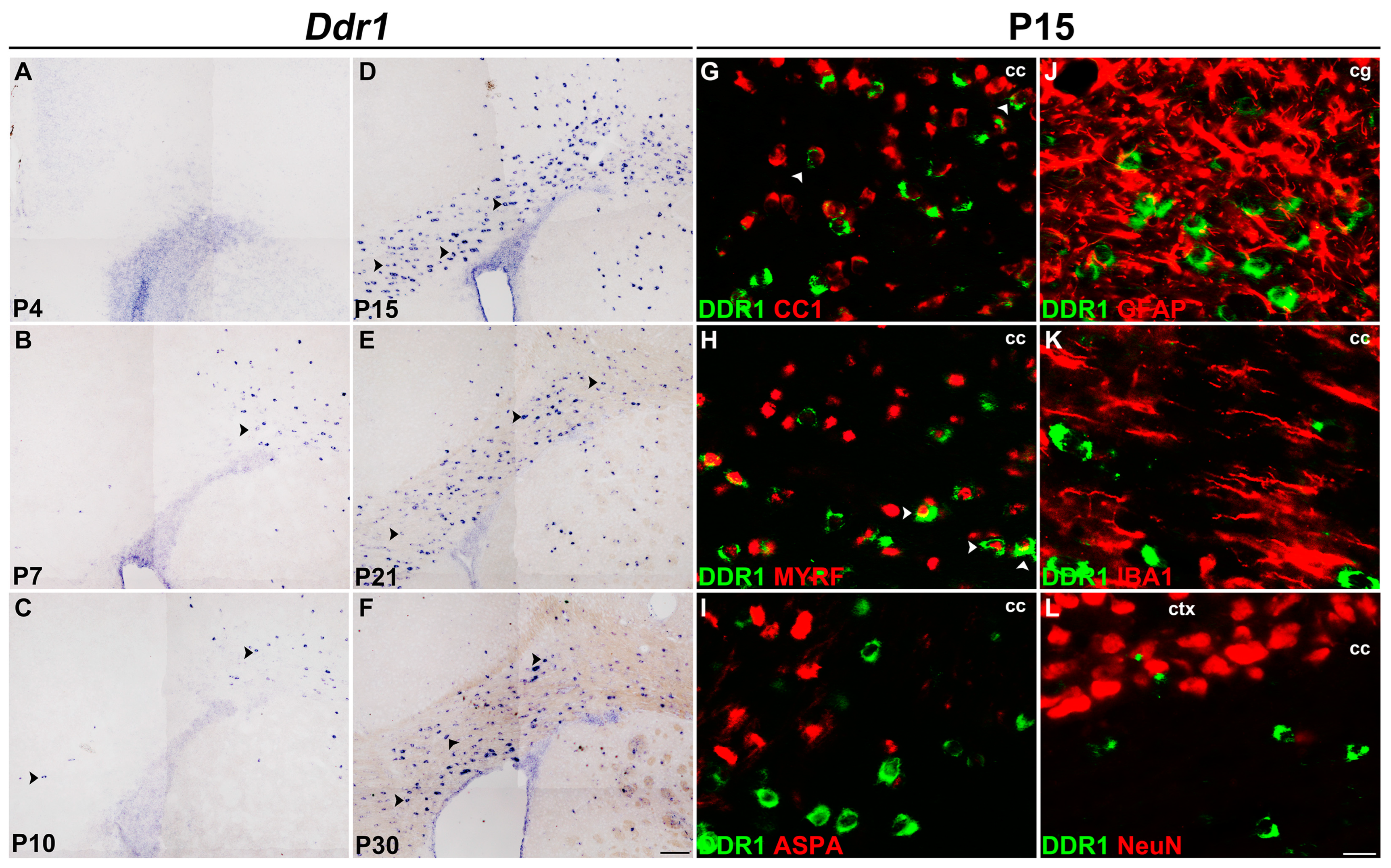 Ijms 24 10318 g001 Ijms 24 10318 g001