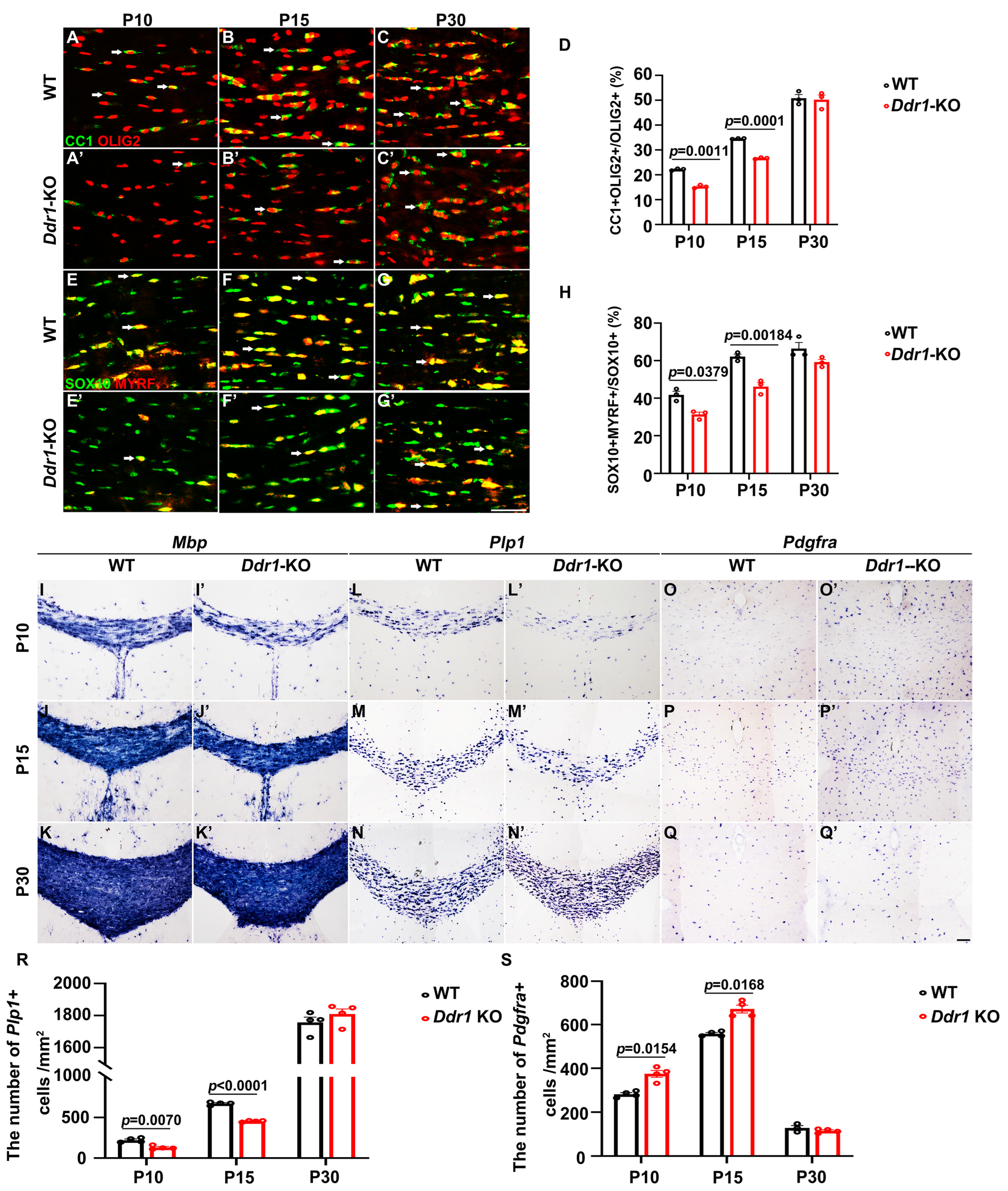 Ijms 24 10318 g002 Ijms 24 10318 g002