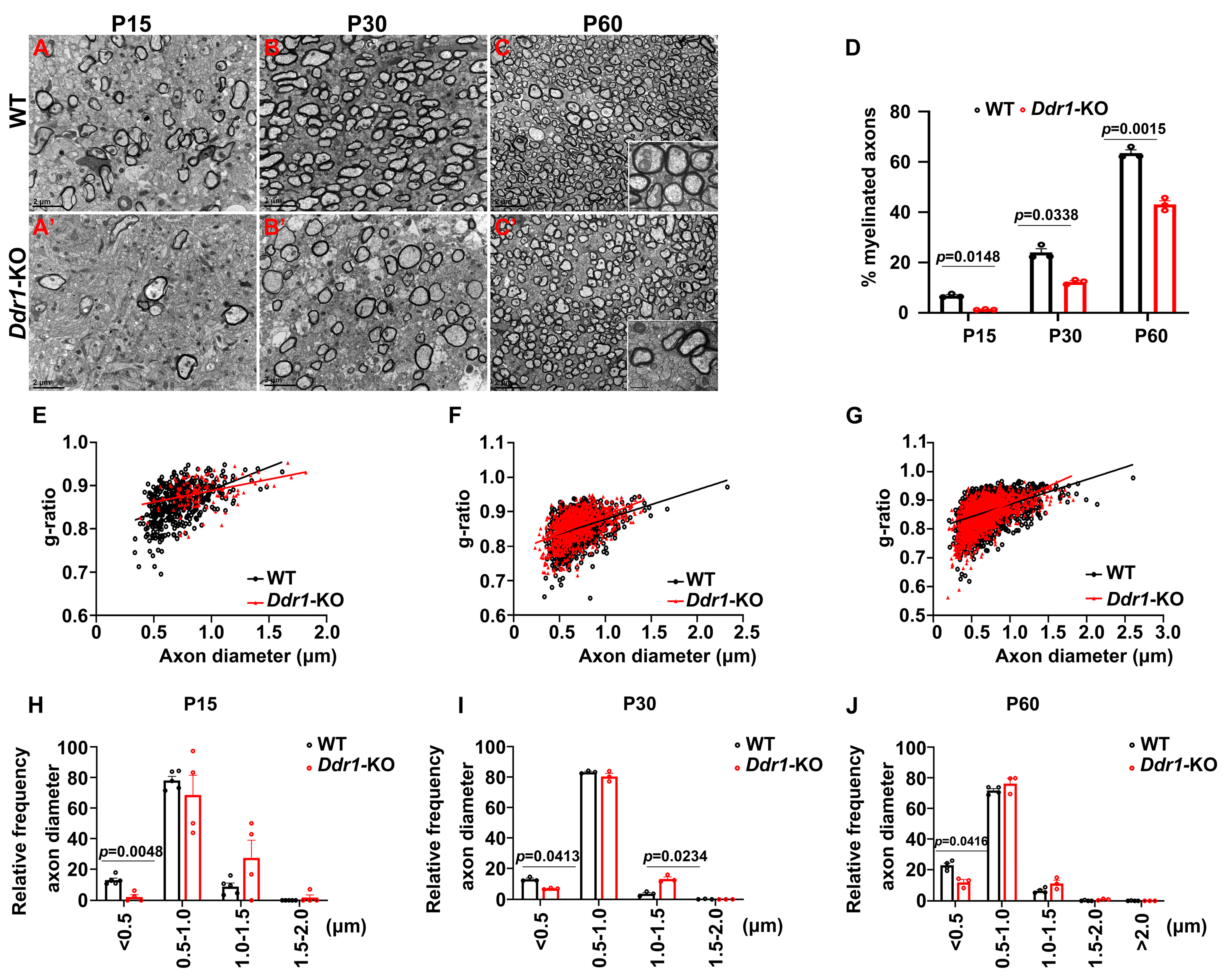 Ijms 24 10318 g004 Ijms 24 10318 g004