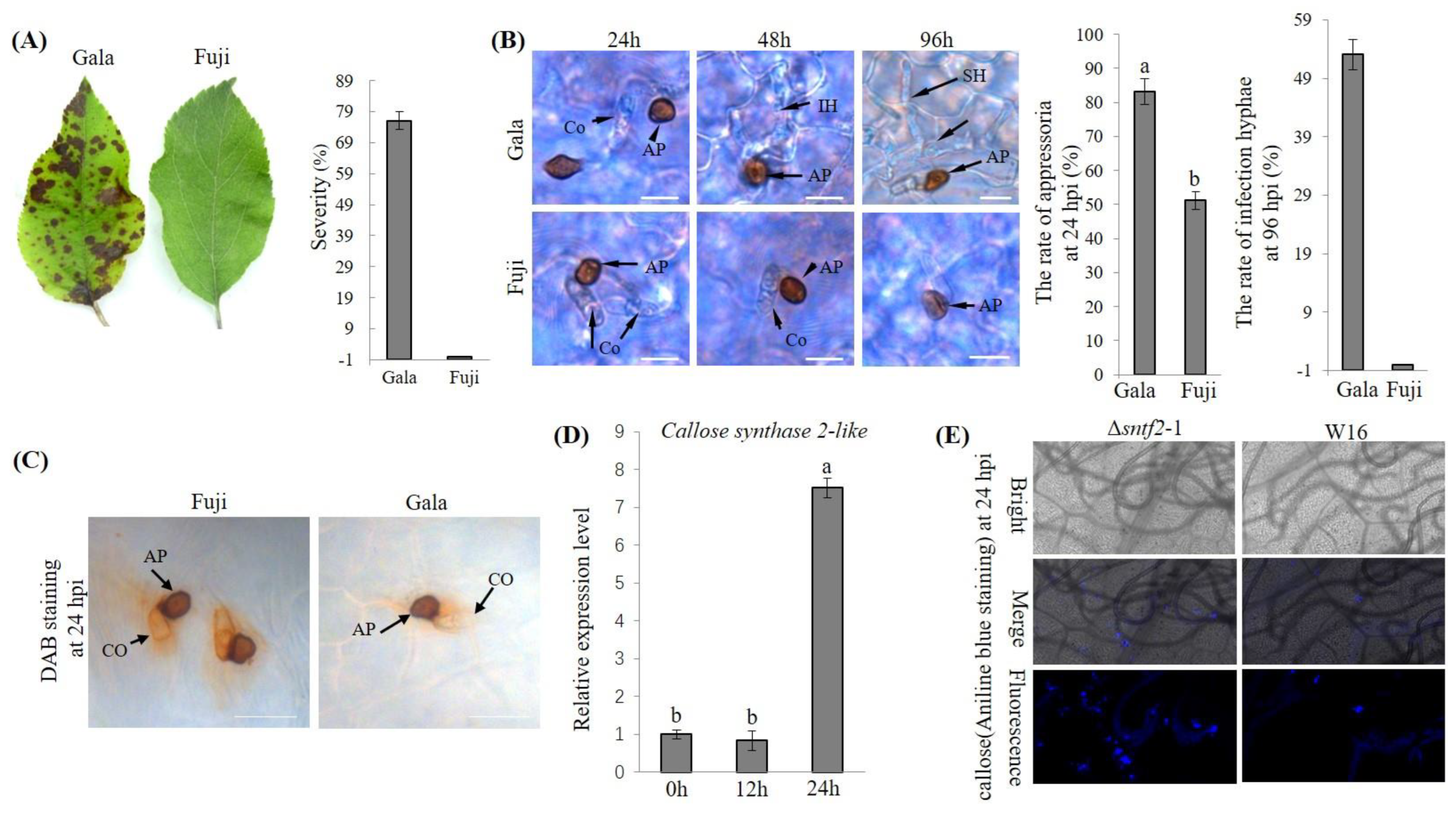 Ijms 24 10343 g001 Ijms 24 10343 g001