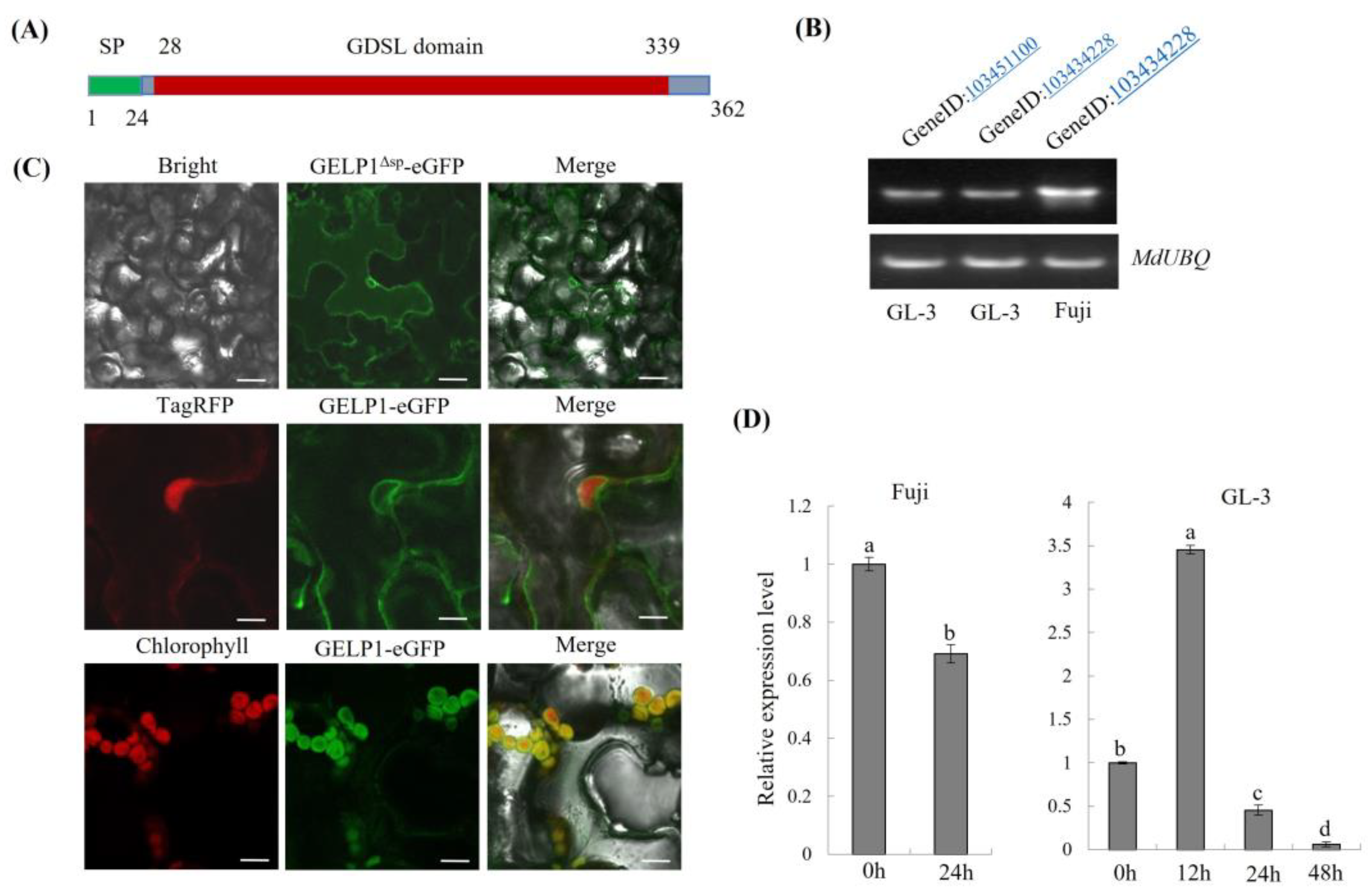 Ijms 24 10343 g003 Ijms 24 10343 g003