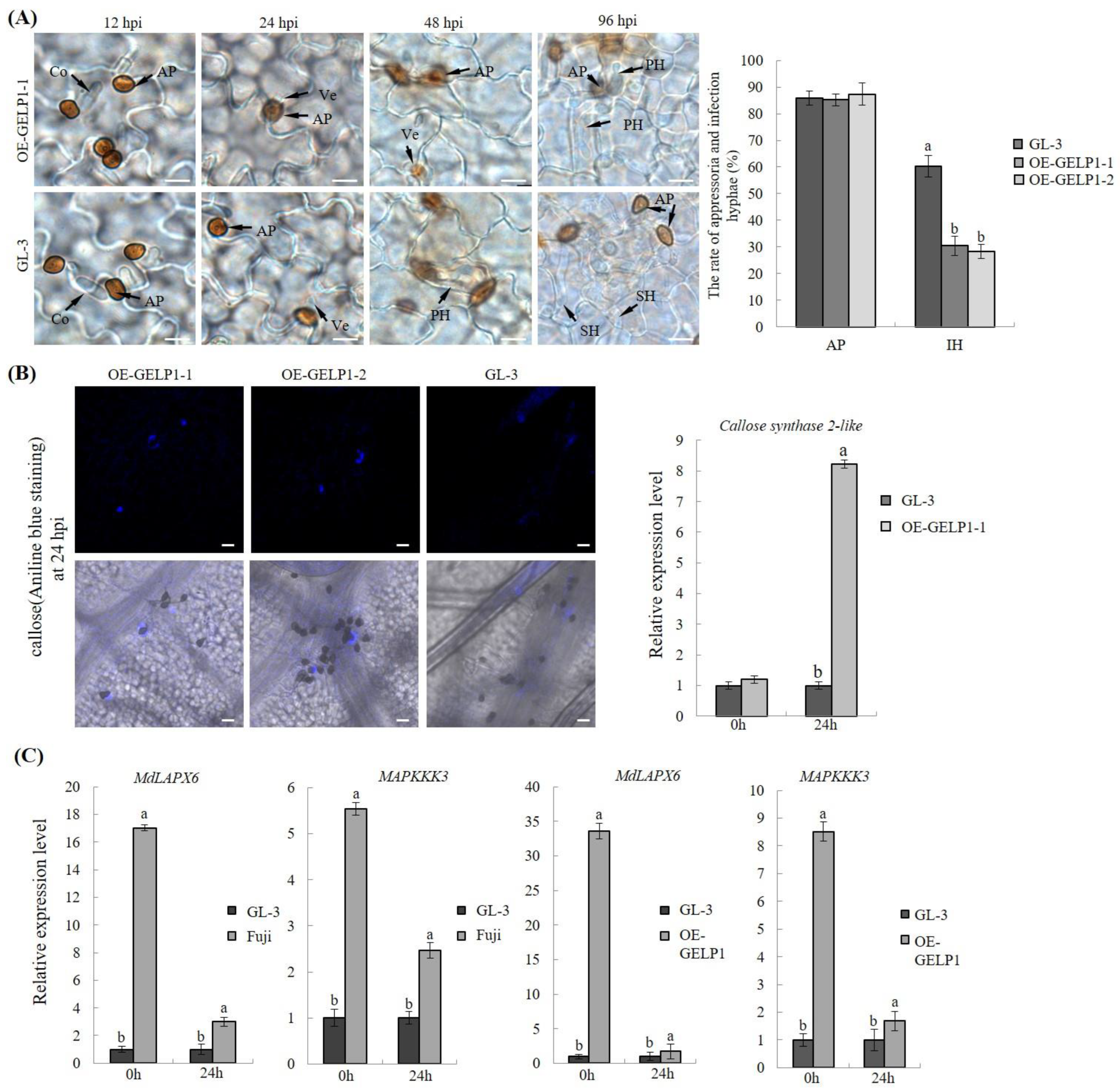 Ijms 24 10343 g006 Ijms 24 10343 g006