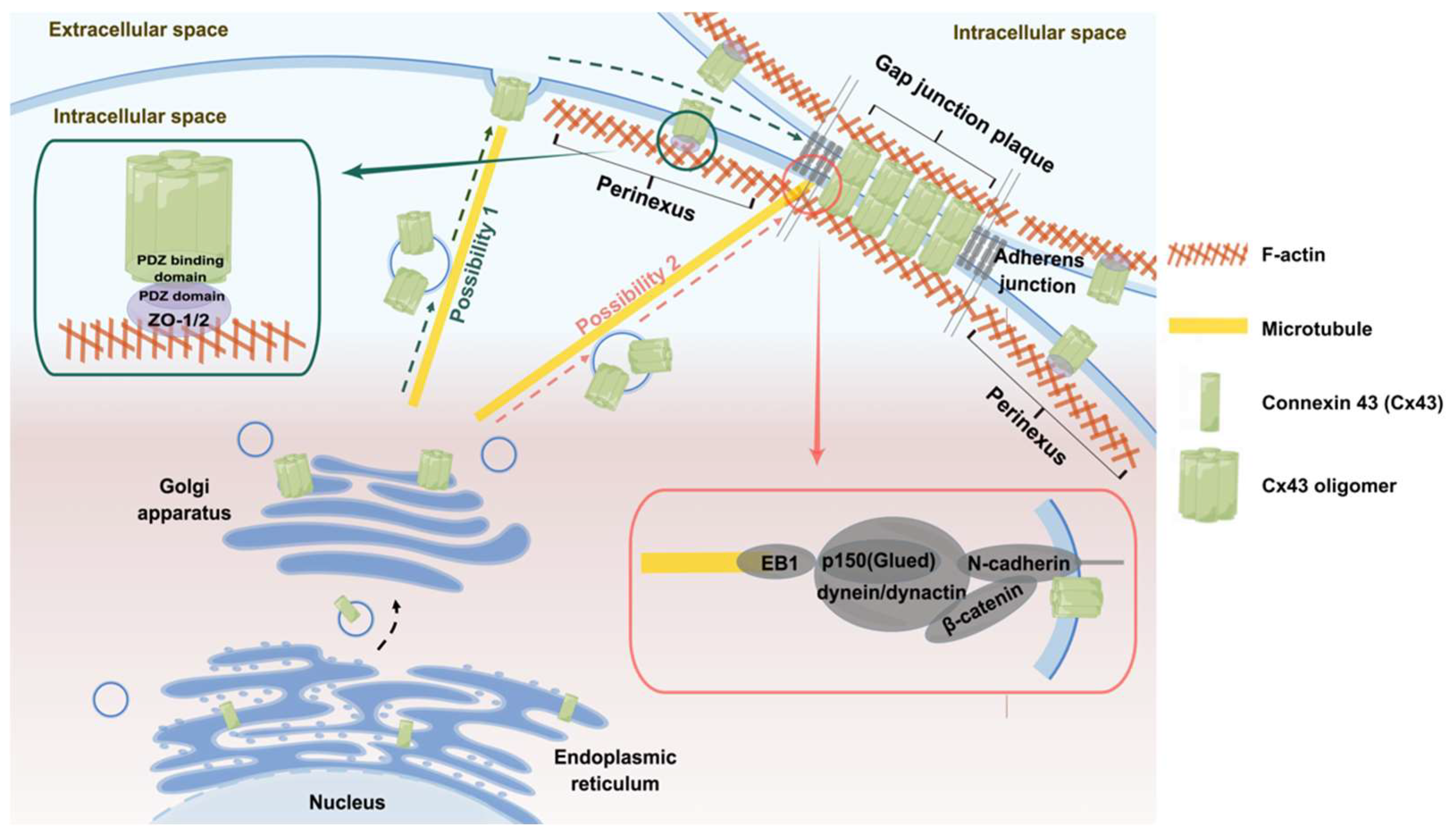 IJMS | Free Full-Text | Cytomembrane Trafficking Pathways of 