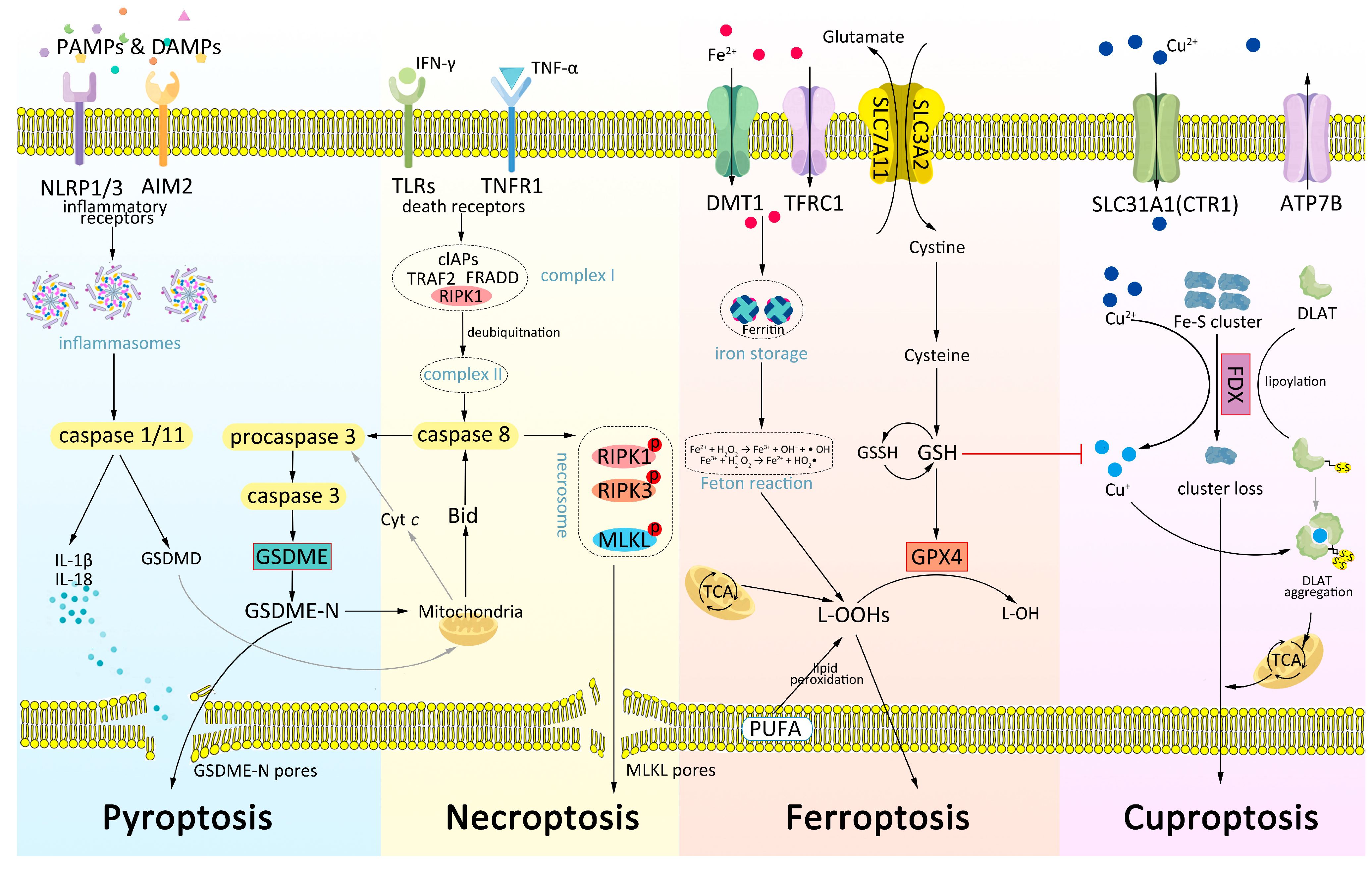 Ijms 24 10376 g001 Ijms 24 10376 g001
