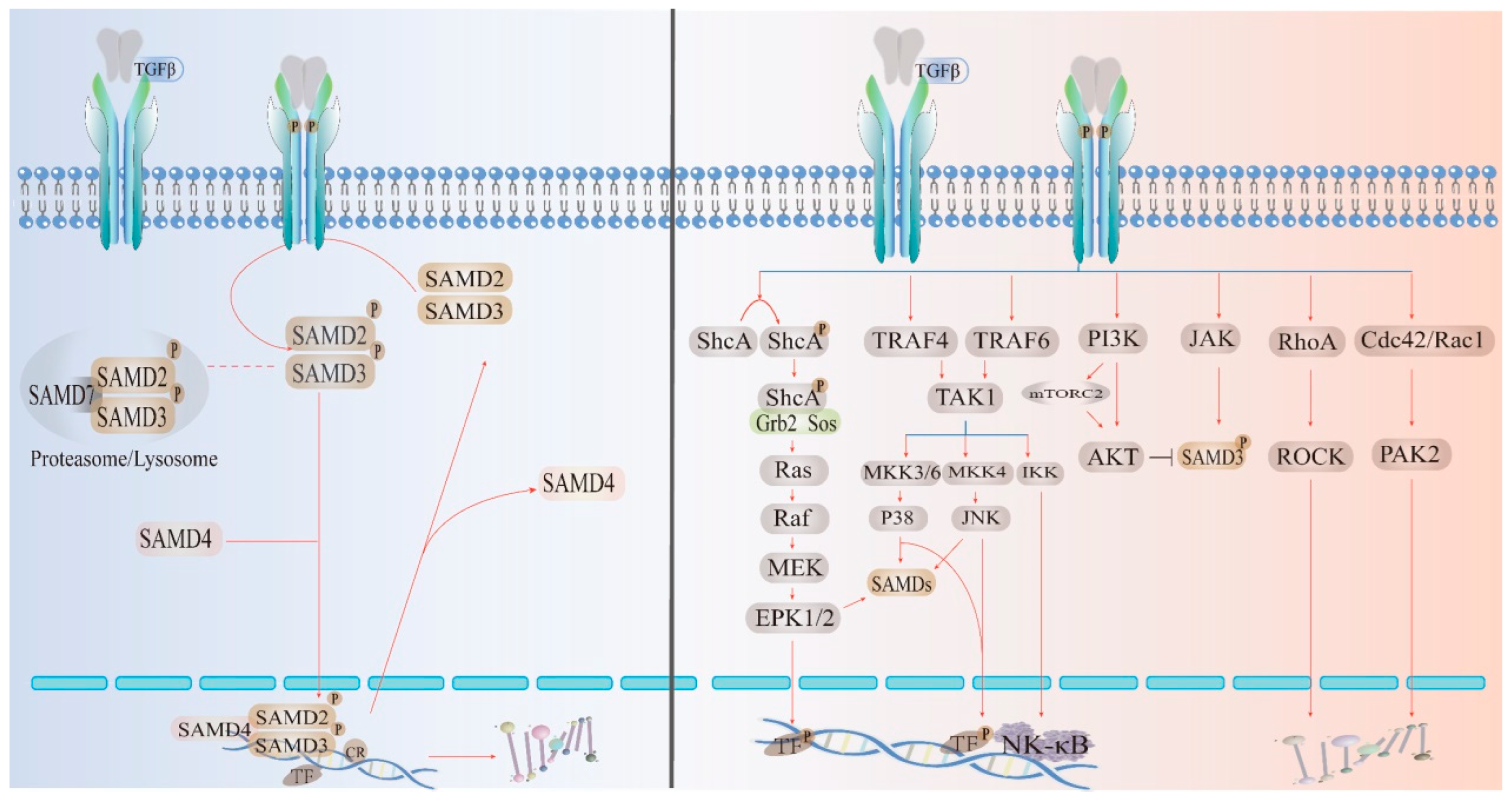 Ijms 24 10381 g003 Ijms 24 10381 g003