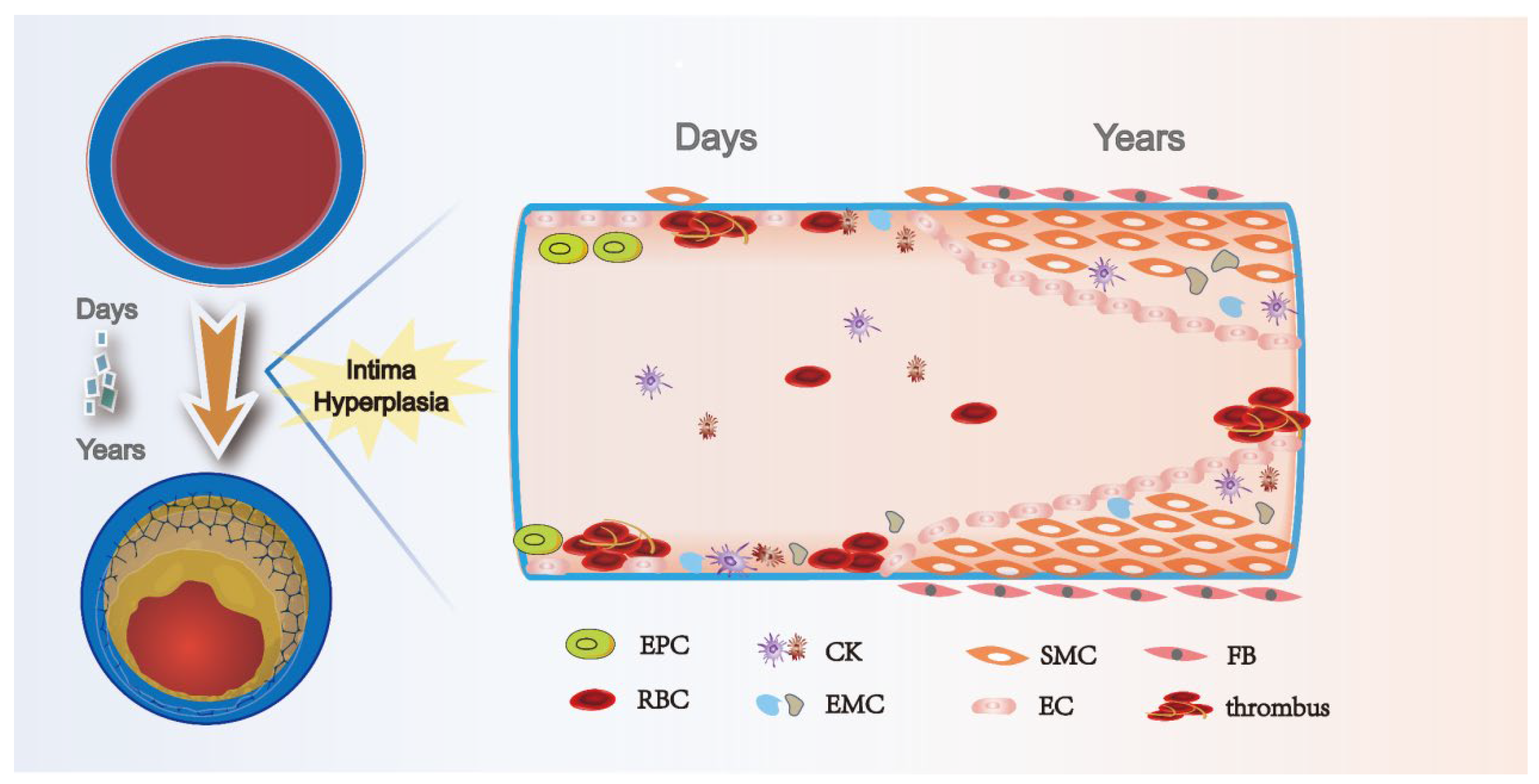 Ijms 24 10381 g004 Ijms 24 10381 g004
