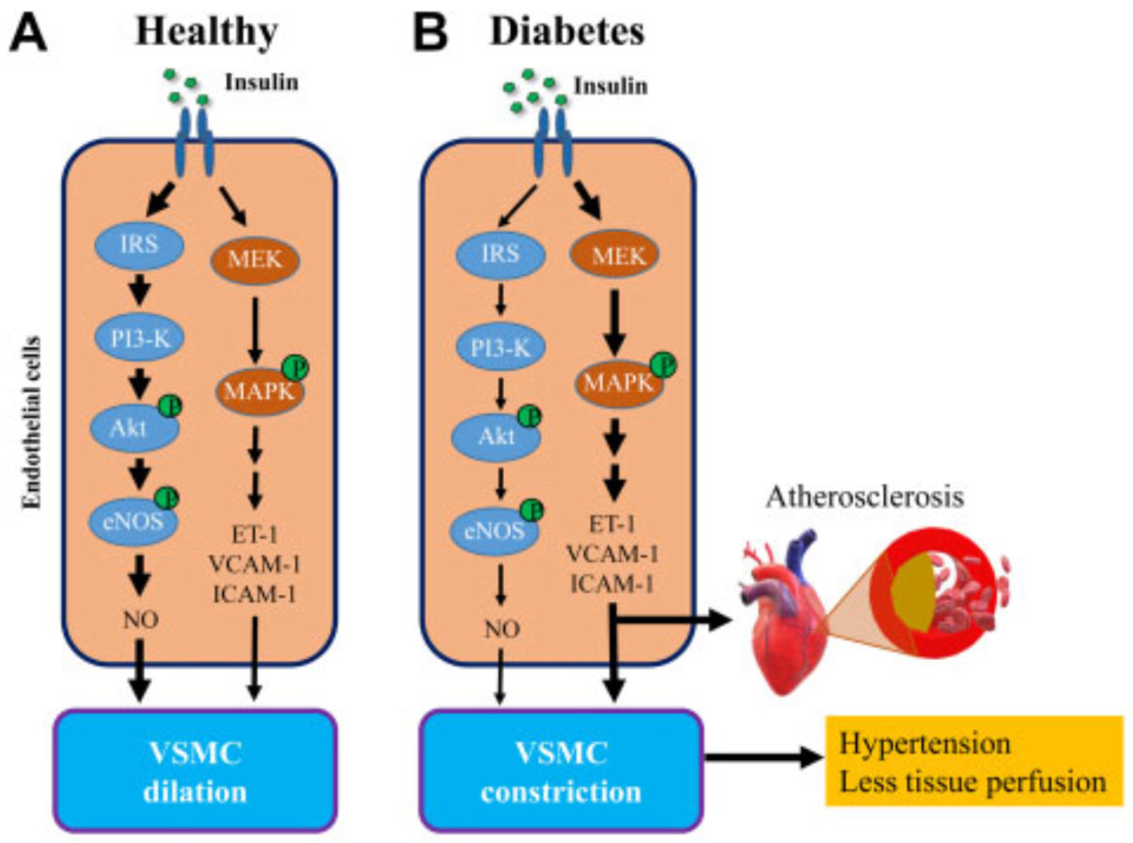 Ijms 24 10425 g006 Ijms 24 10425 g006