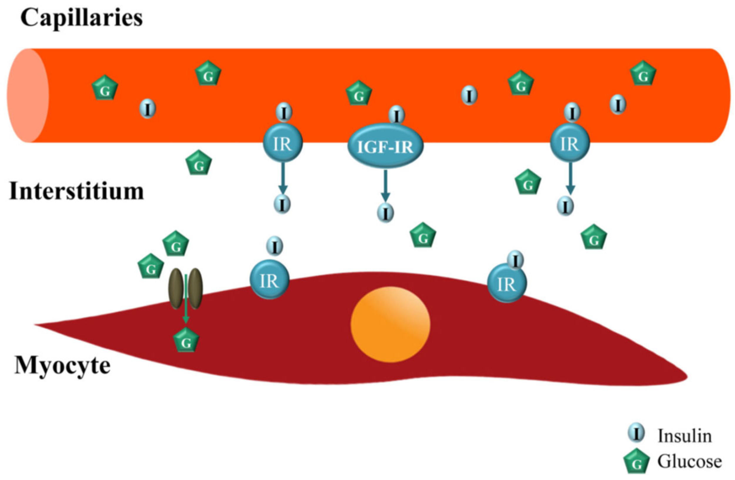 Ijms 24 10425 g007 Ijms 24 10425 g007