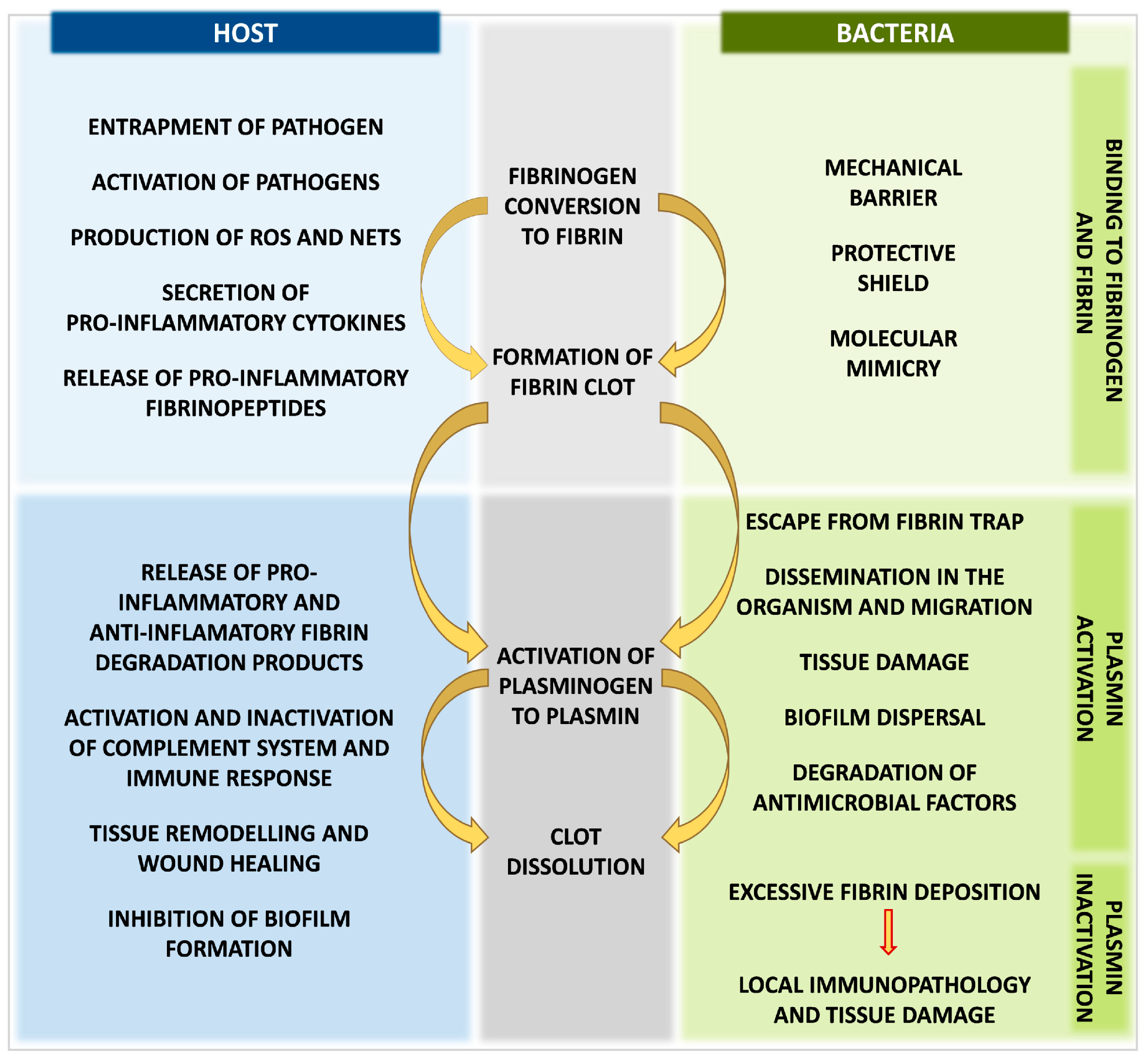 Ijms 24 10436 g004 Ijms 24 10436 g004