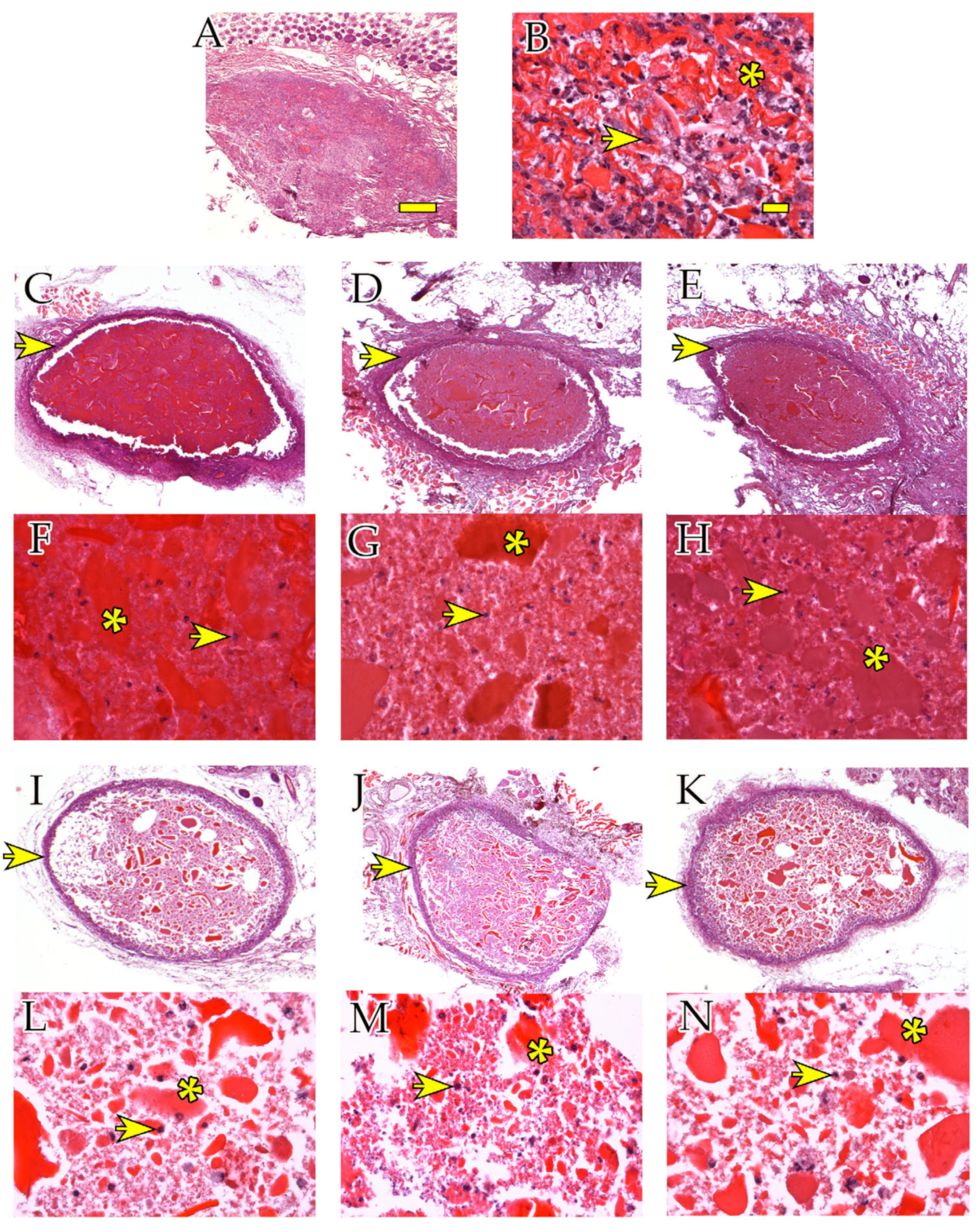 Ijms 24 10446 g002 Ijms 24 10446 g002