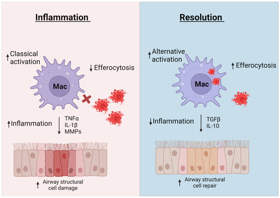 Staphylococcus aureus Orchestrates Type 2 Airway Diseases: Trends in  Molecular Medicine