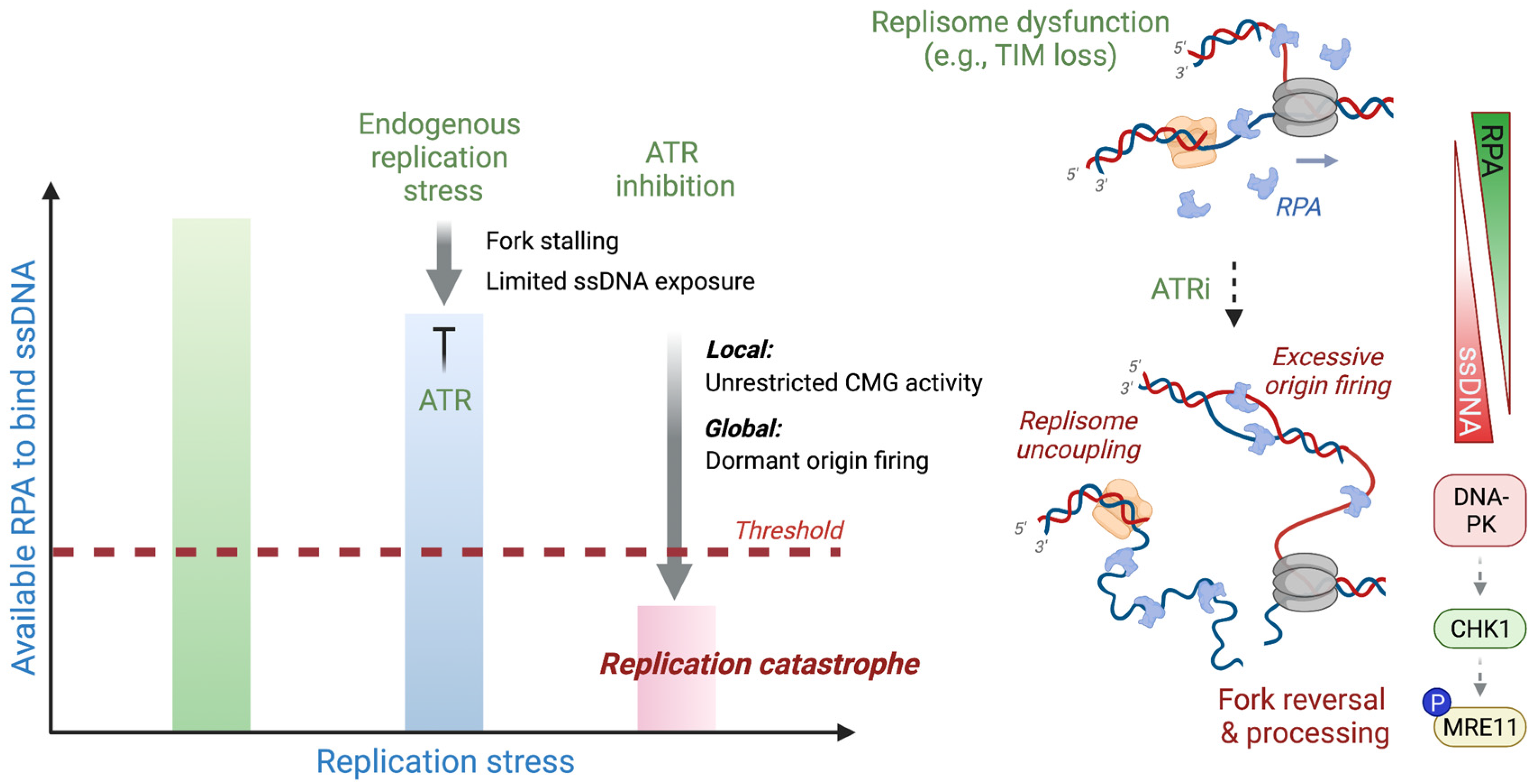 IJMS | Free Full-Text | The Adaptive Mechanisms And Checkpoint ...