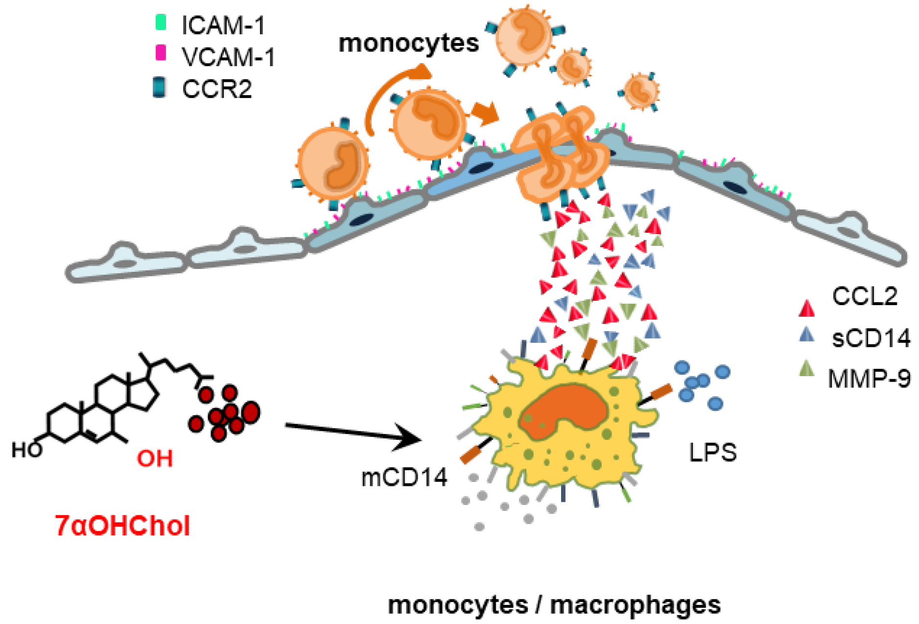 Ijms 24 10542 g004 Ijms 24 10542 g004