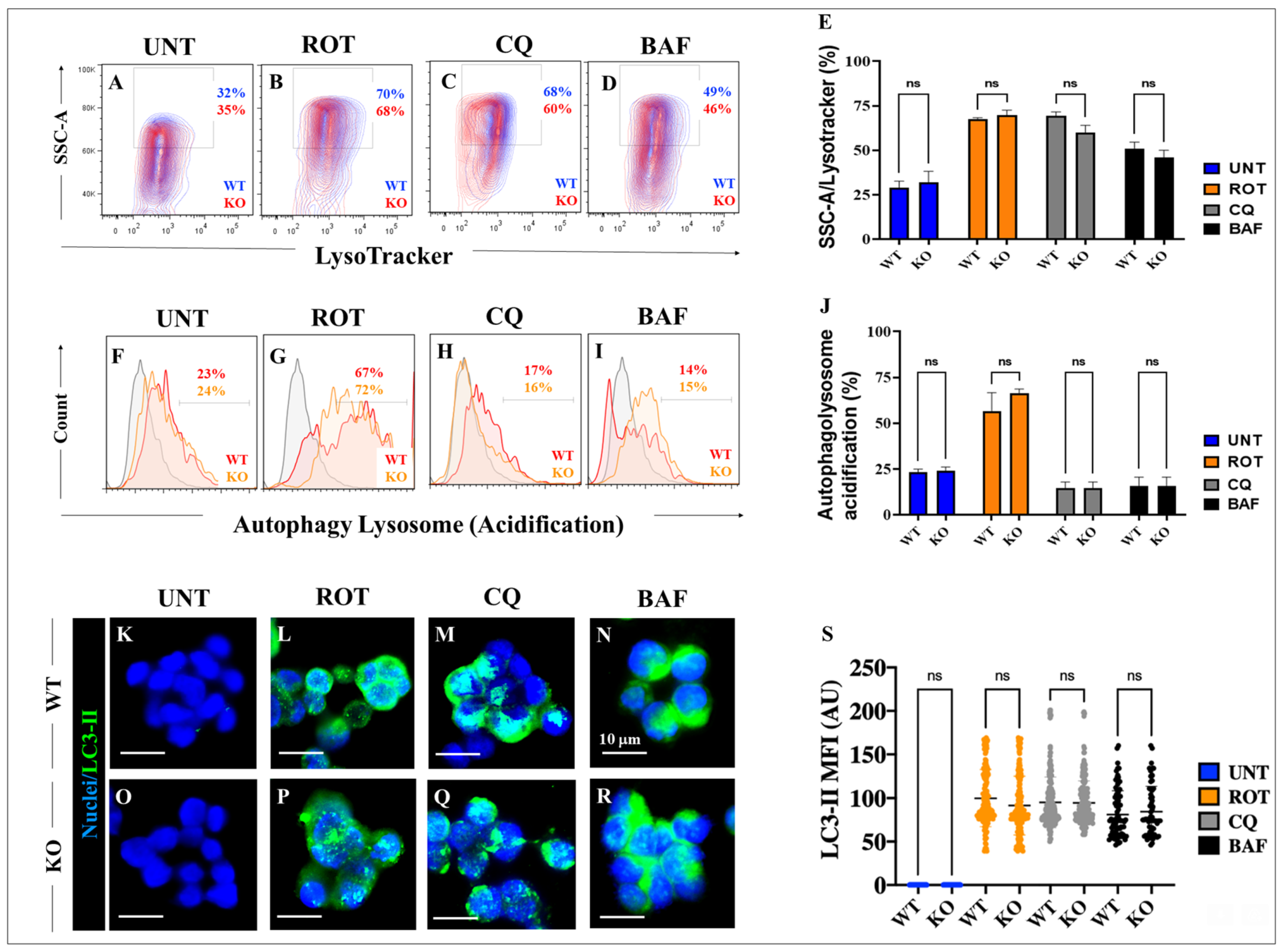 IJMS | Free Full-Text | Rotenone Blocks the Glucocerebrosidase 