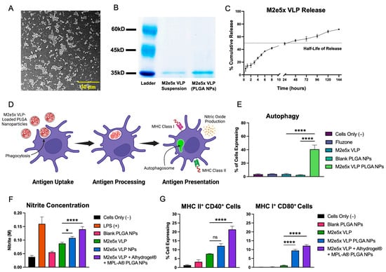 IJMS | Free Full-Text | Vaccine-Induced Immunity Elicited by