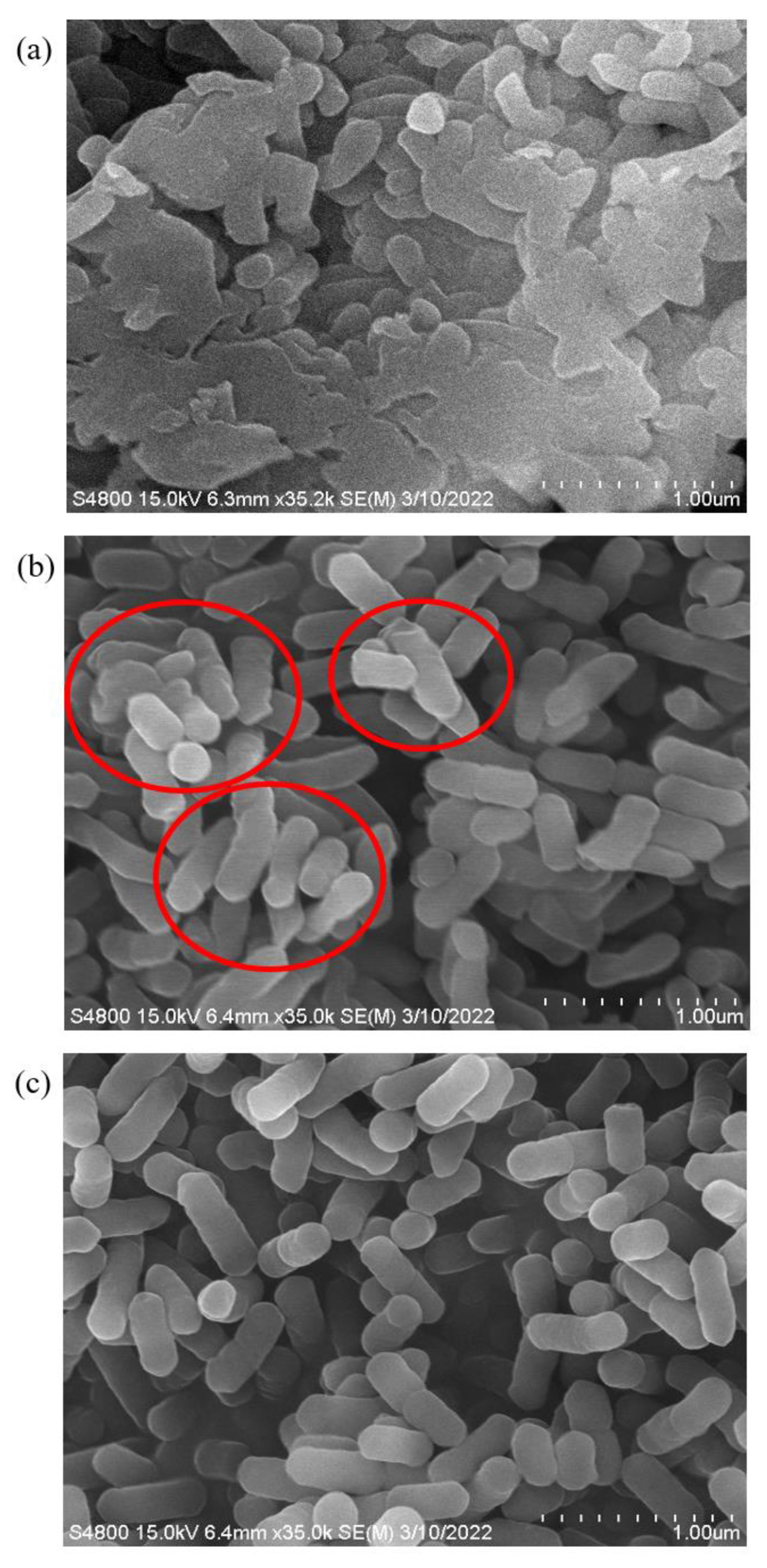 Ijms 24 10616 g002 Ijms 24 10616 g002