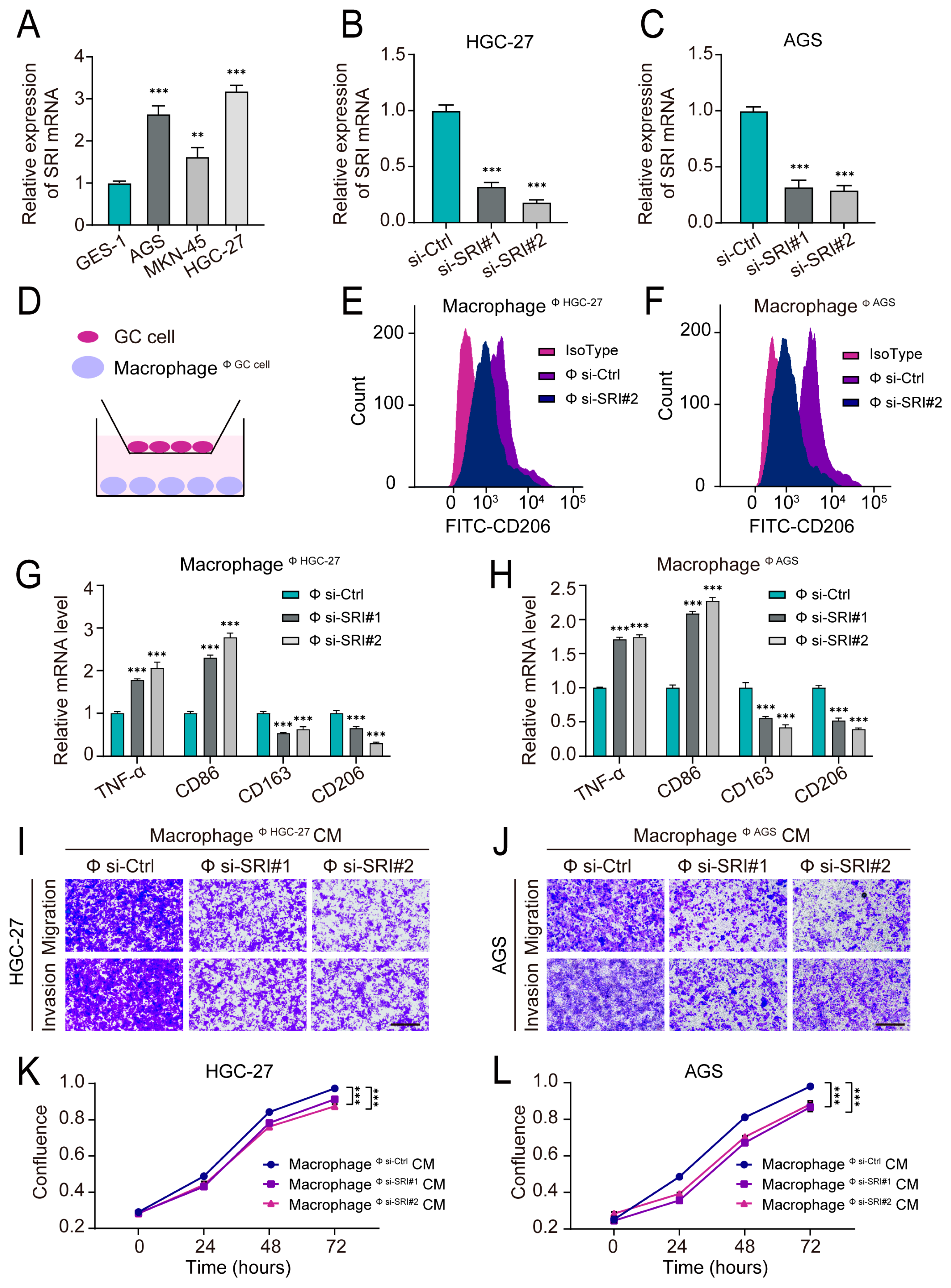Ijms 24 10625 g009 Ijms 24 10625 g009