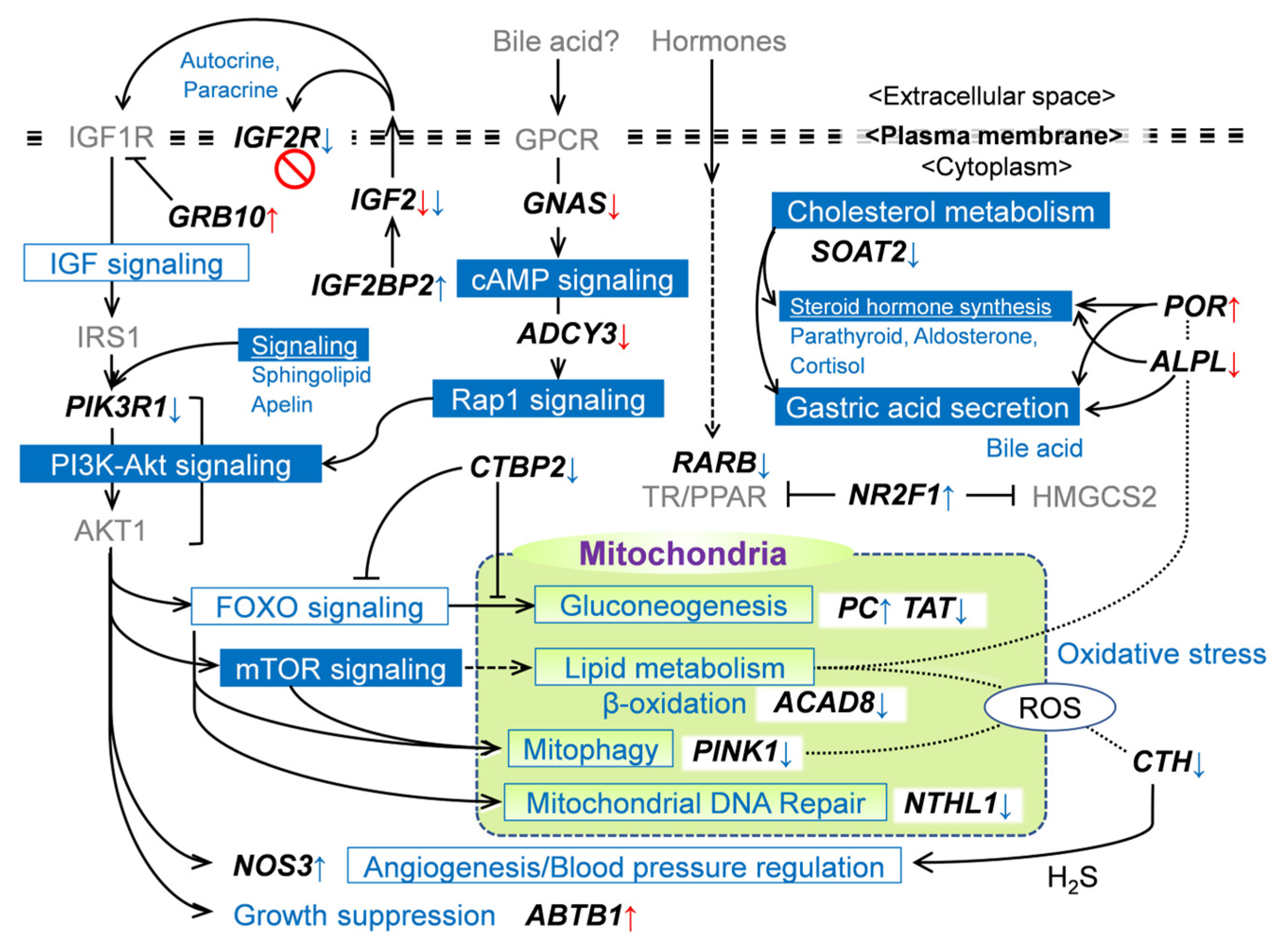 Ijms 24 10682 g006 Ijms 24 10682 g006