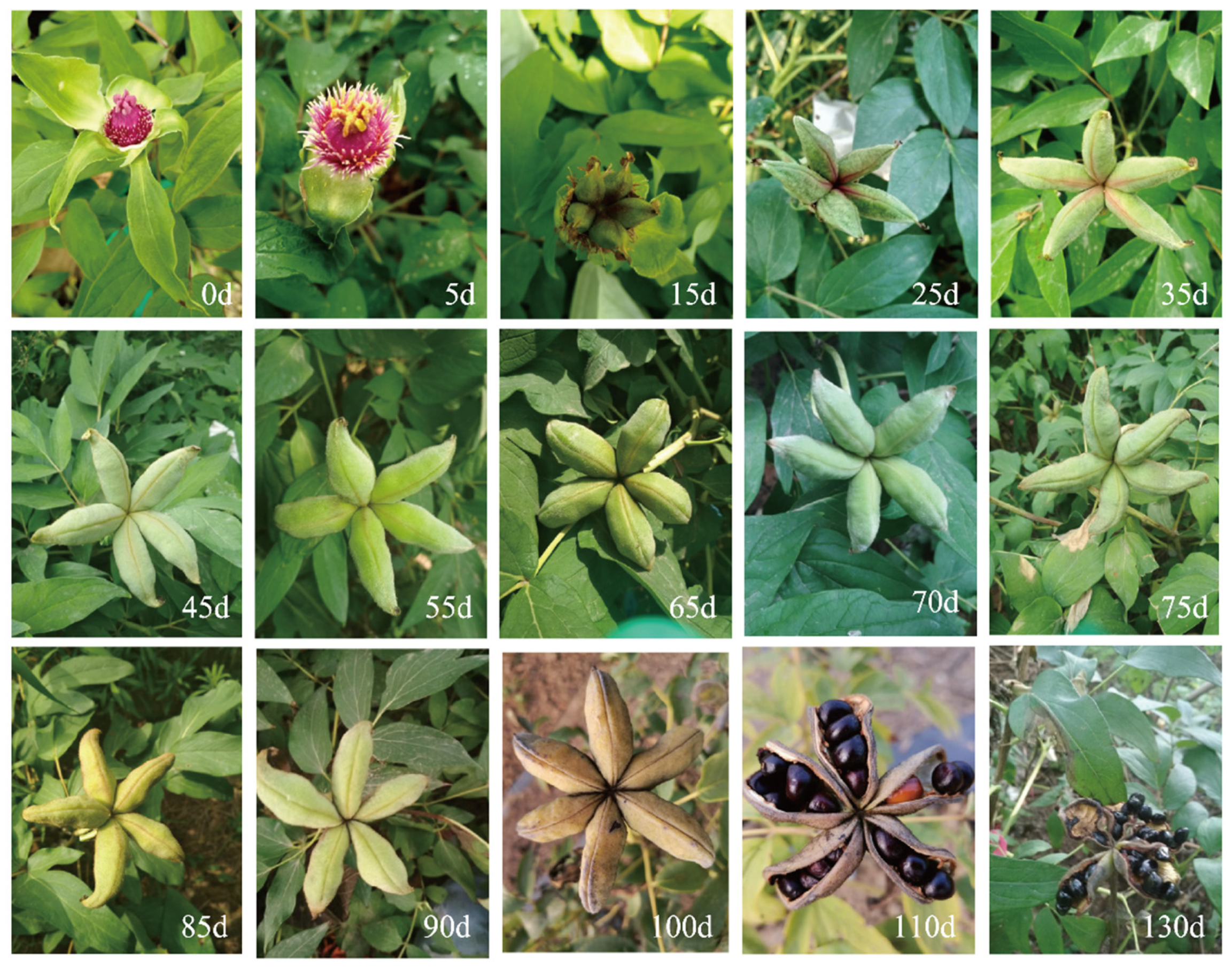 Ijms 24 10715 g001 Ijms 24 10715 g001