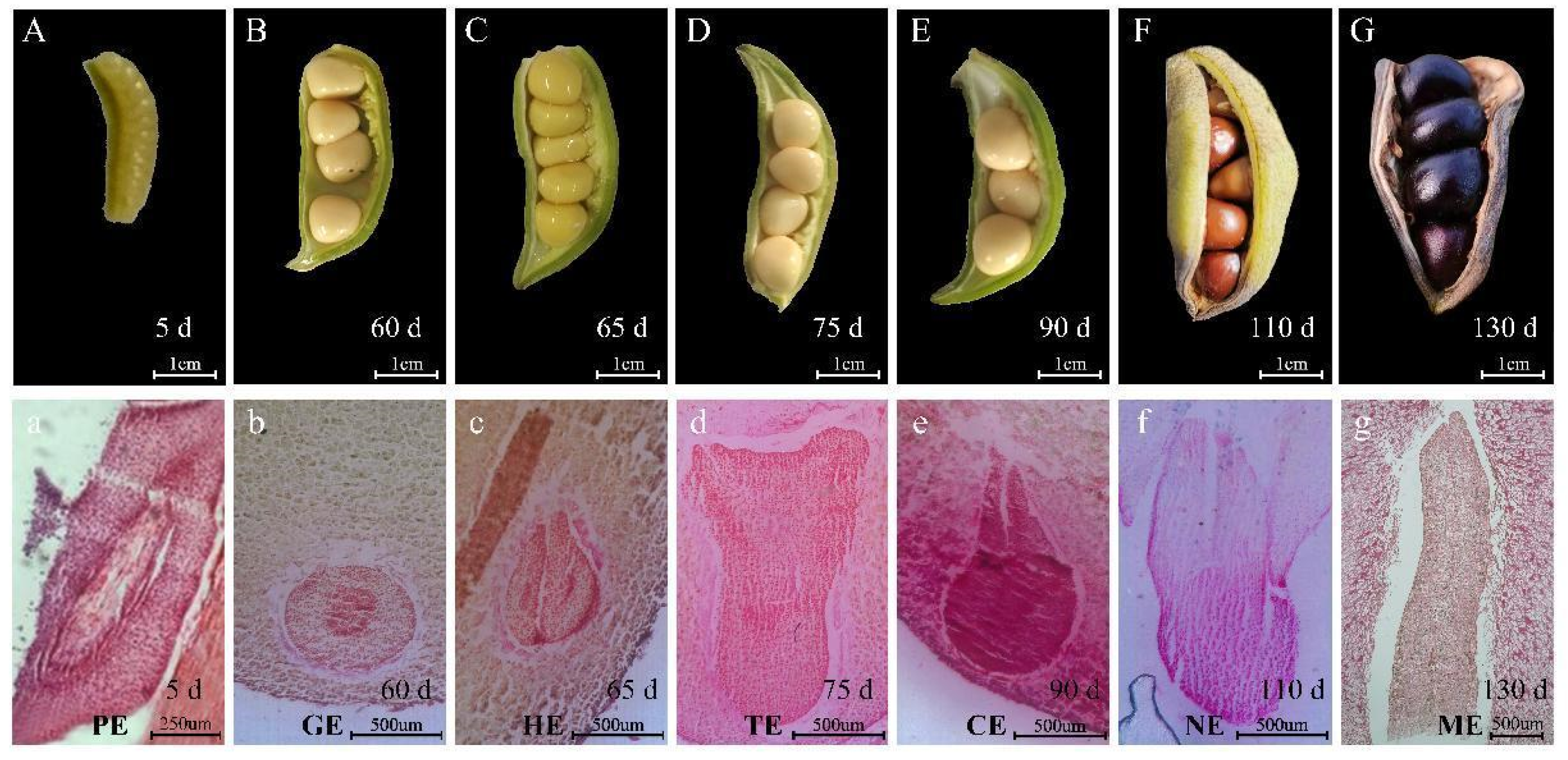 Ijms 24 10715 g002 Ijms 24 10715 g002