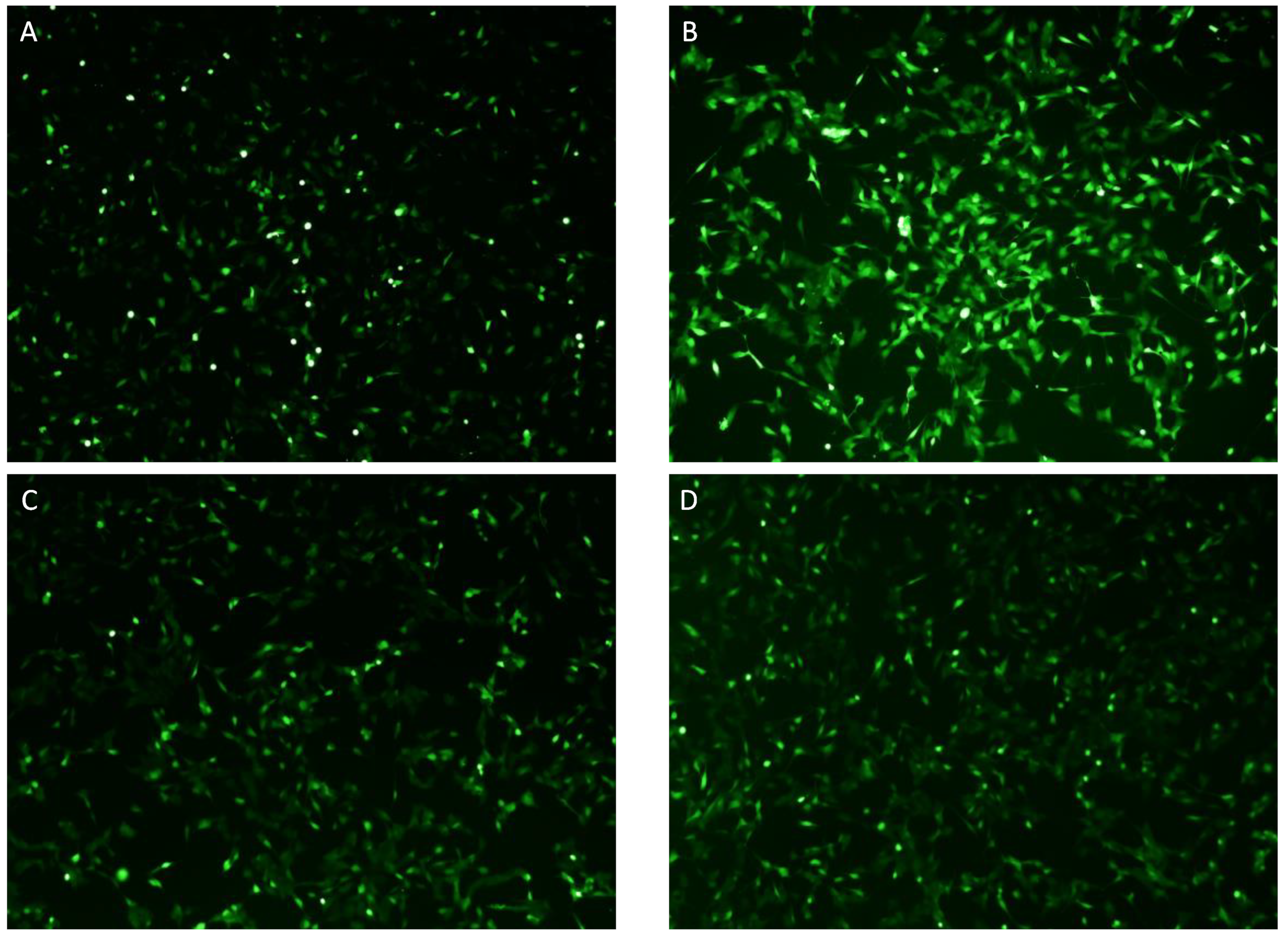 Ijms 24 10732 g010 Ijms 24 10732 g010