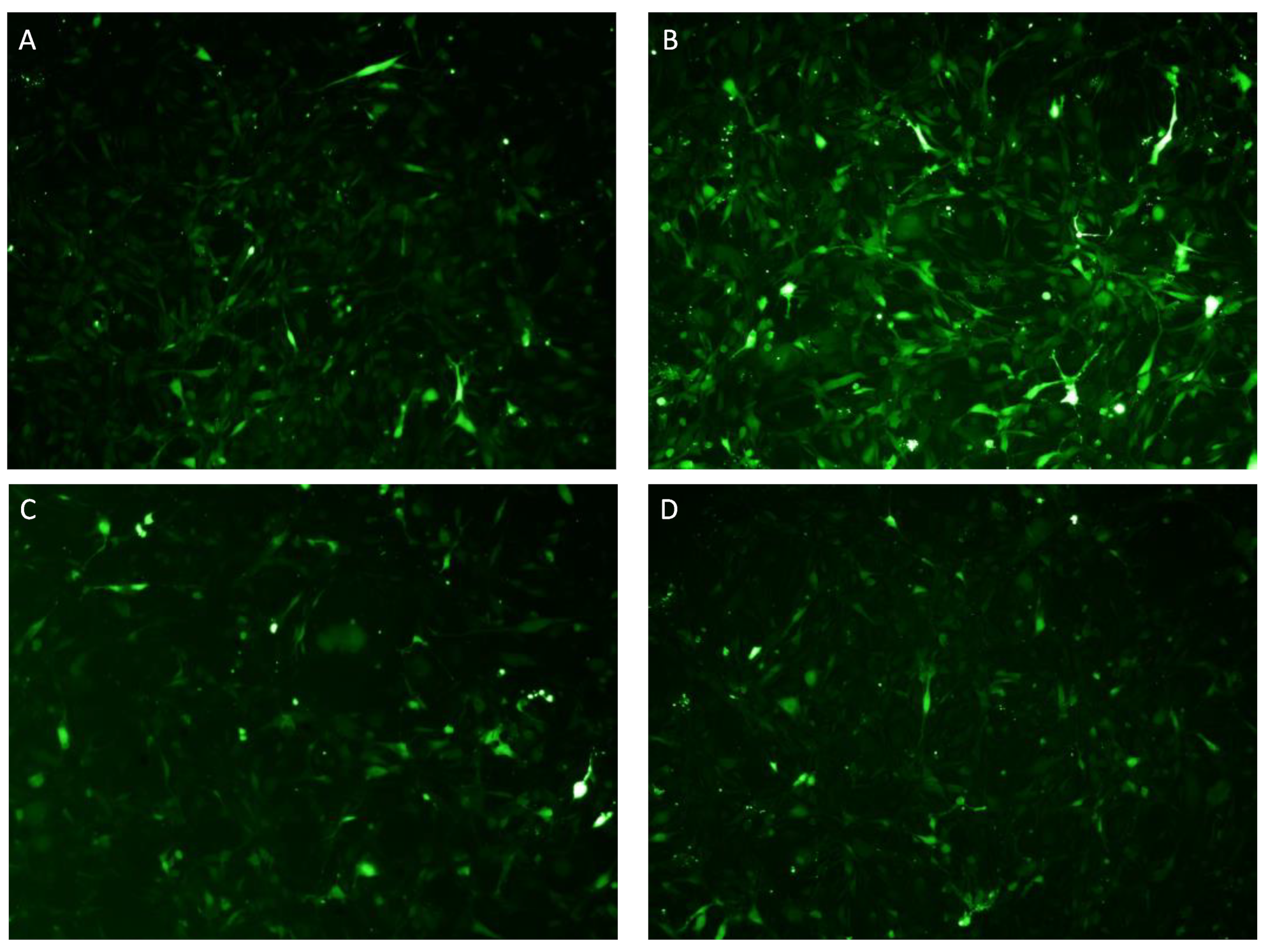 Ijms 24 10732 g011 Ijms 24 10732 g011