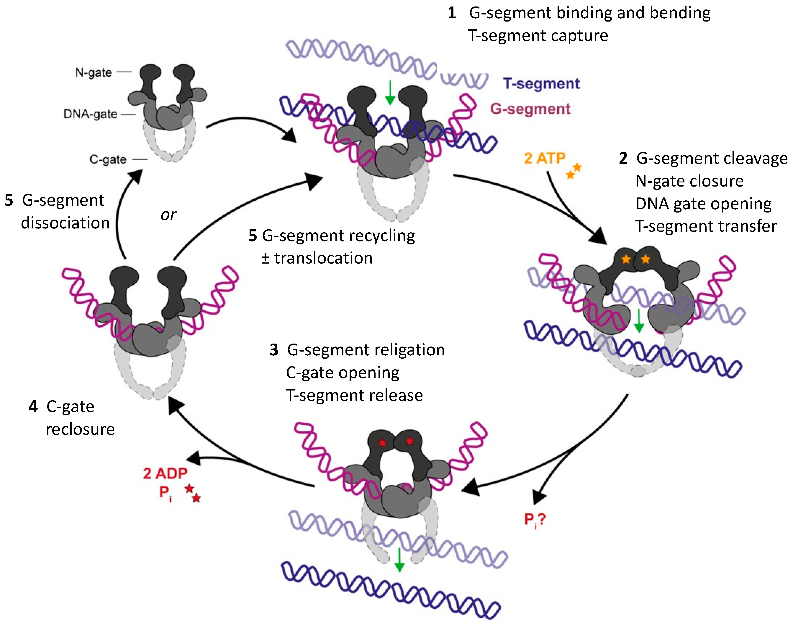 Ijms 24 10740 g003 Ijms 24 10740 g003