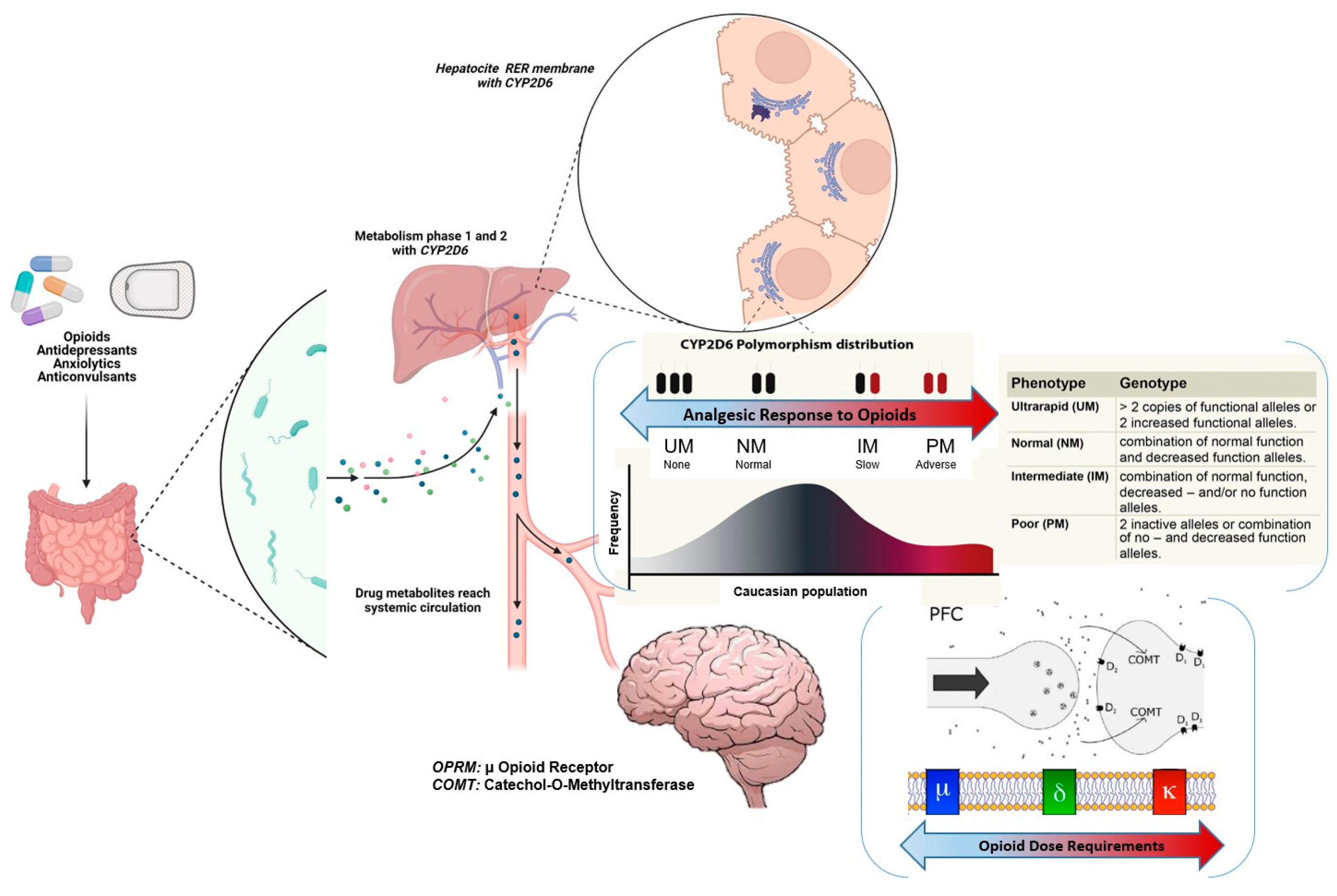 IJMS | Free Full-Text | Pharmacogenetic Guided Opioid Therapy Improves  Chronic Pain Outcomes and Comorbid Mental Health: A Randomized,  Double-Blind, Controlled Study