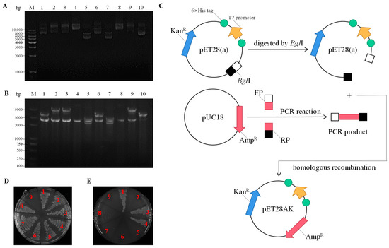 IJMS | Free Full-Text | Characterization of Two Na+(K+, Li+)/H+