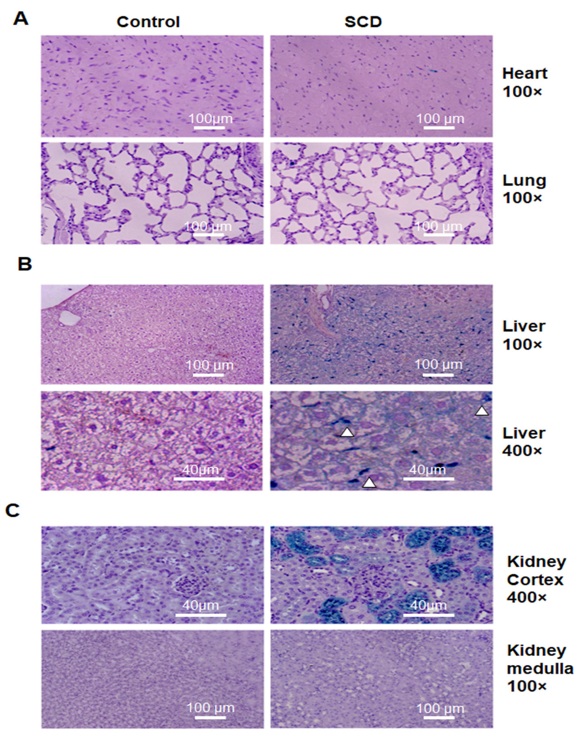 Ijms 24 10806 g001 Ijms 24 10806 g001
