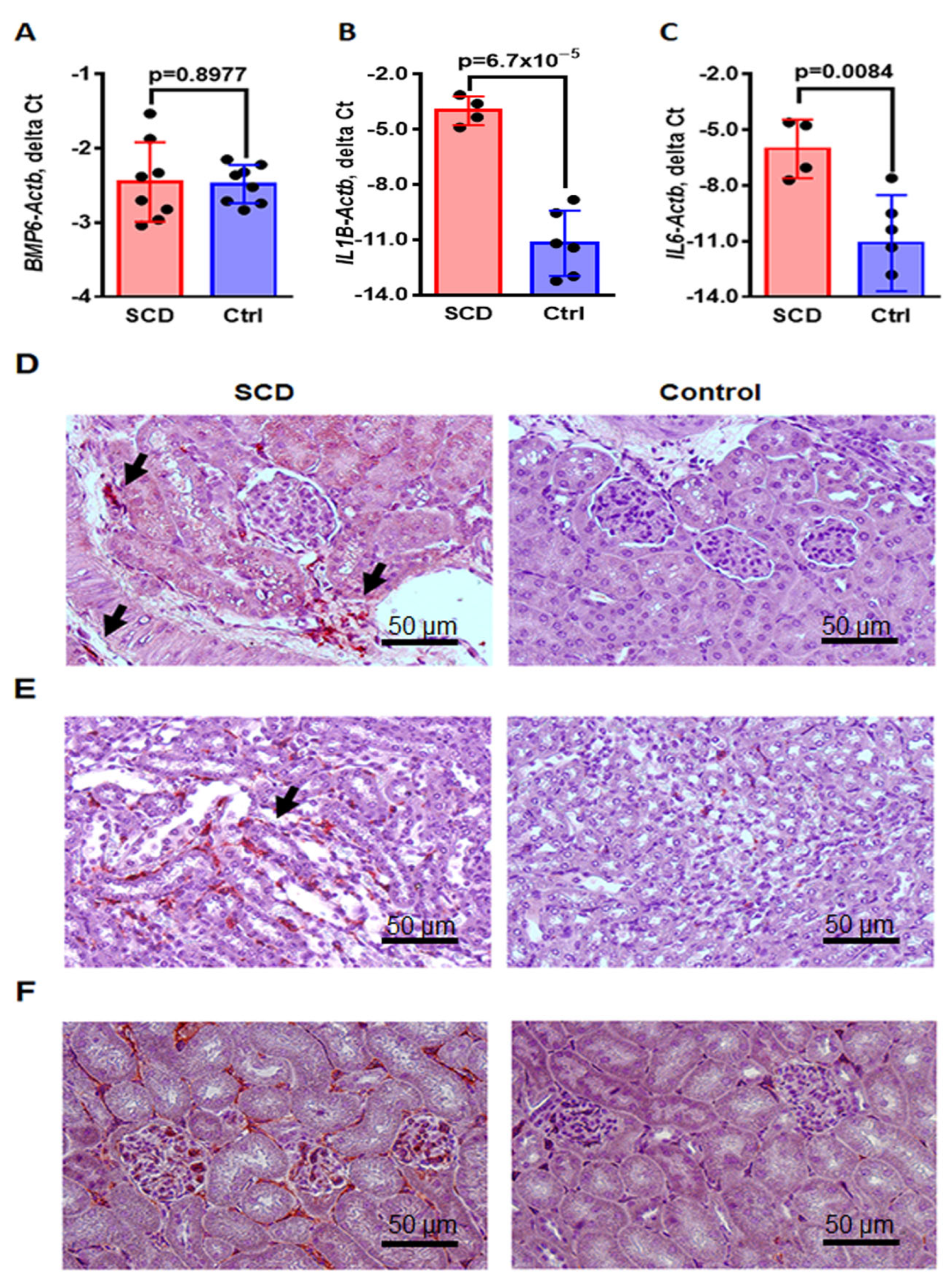 Ijms 24 10806 g005 Ijms 24 10806 g005