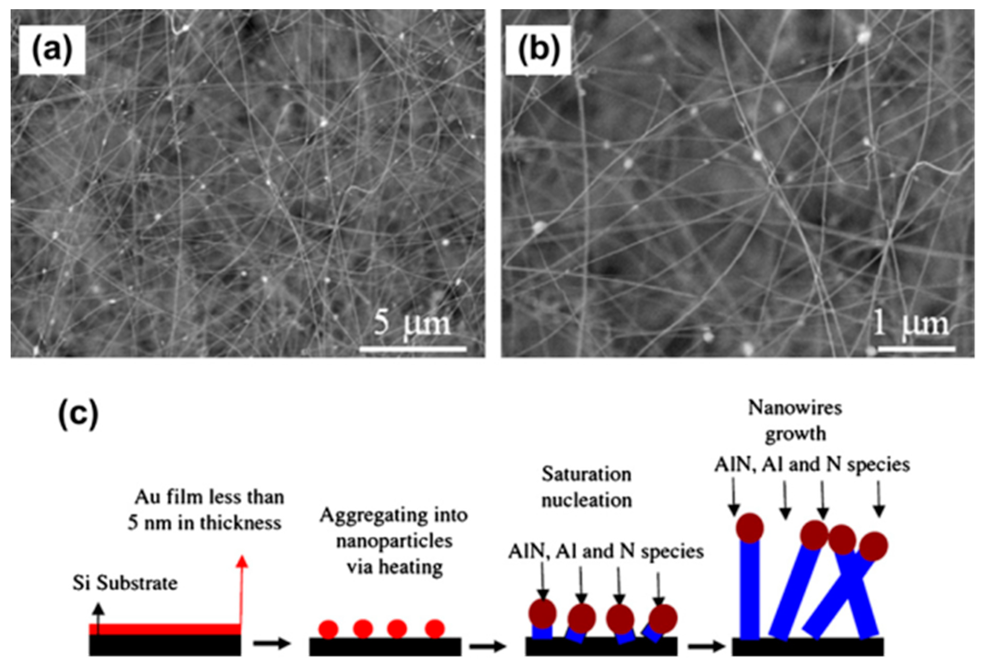 Ijms 24 10819 g002 Ijms 24 10819 g002