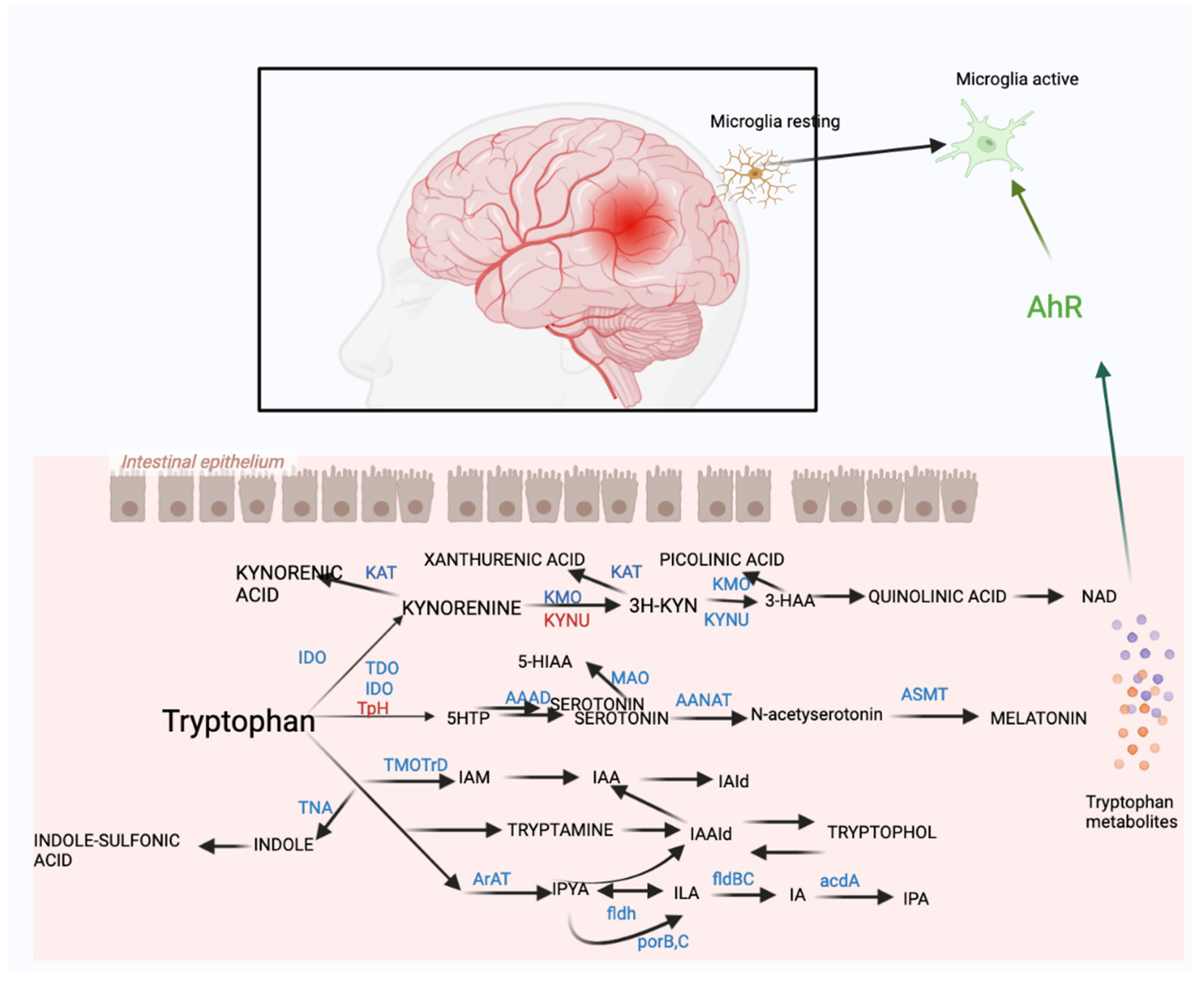 Ijms 24 10820 g003 Ijms 24 10820 g003
