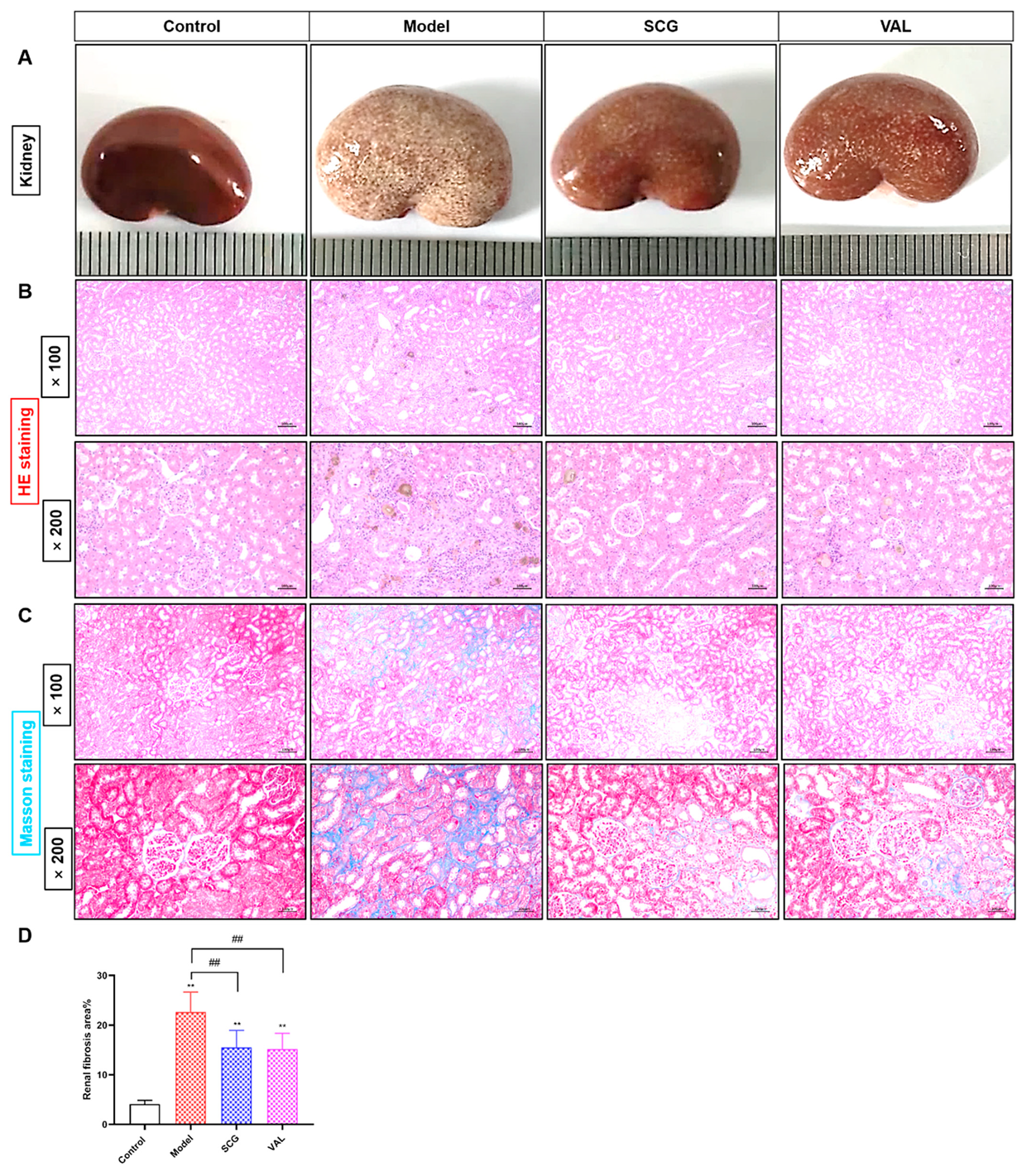 Ijms 24 10839 g003 Ijms 24 10839 g003