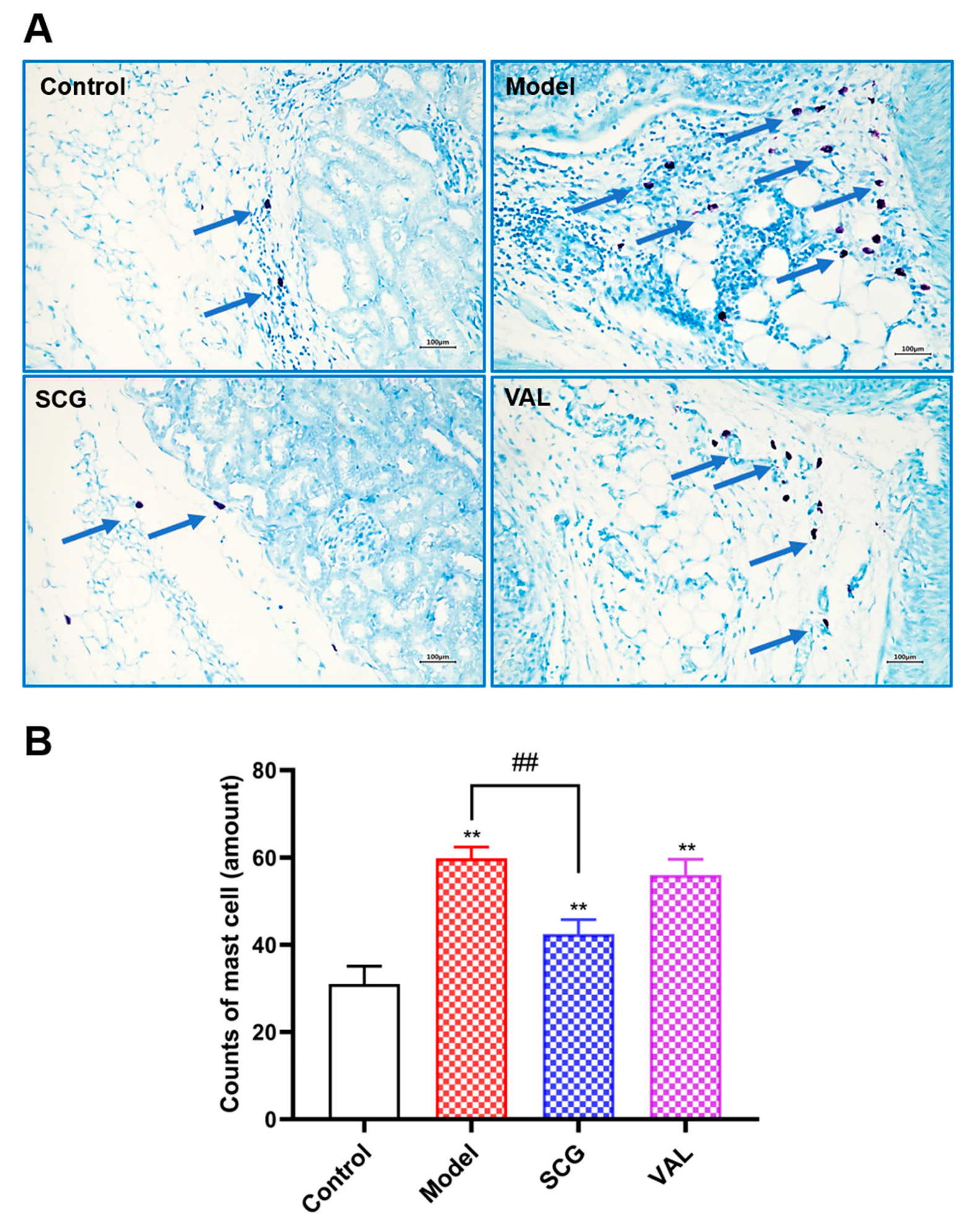 Ijms 24 10839 g004 Ijms 24 10839 g004