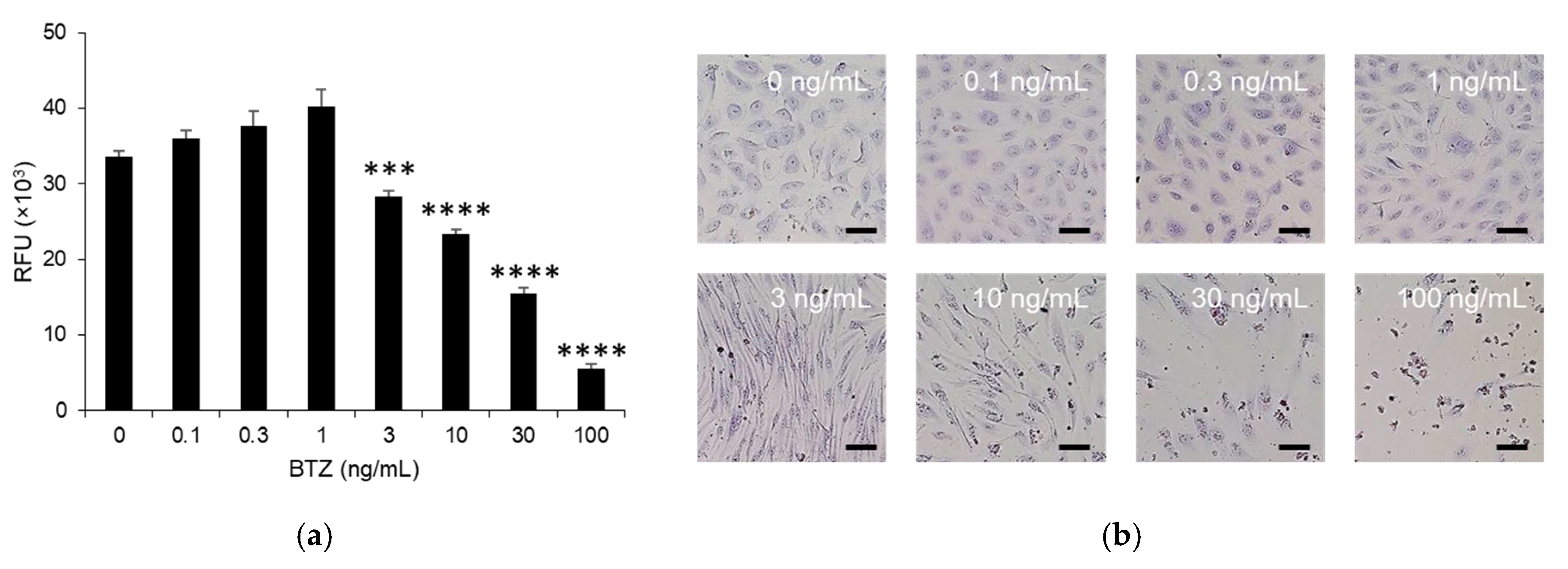 Ijms 24 10842 g001 Ijms 24 10842 g001