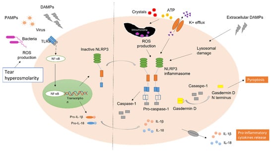 IJMS | Free Full-Text | NLRP3 Inflammasome As A Potential Therapeutic ...