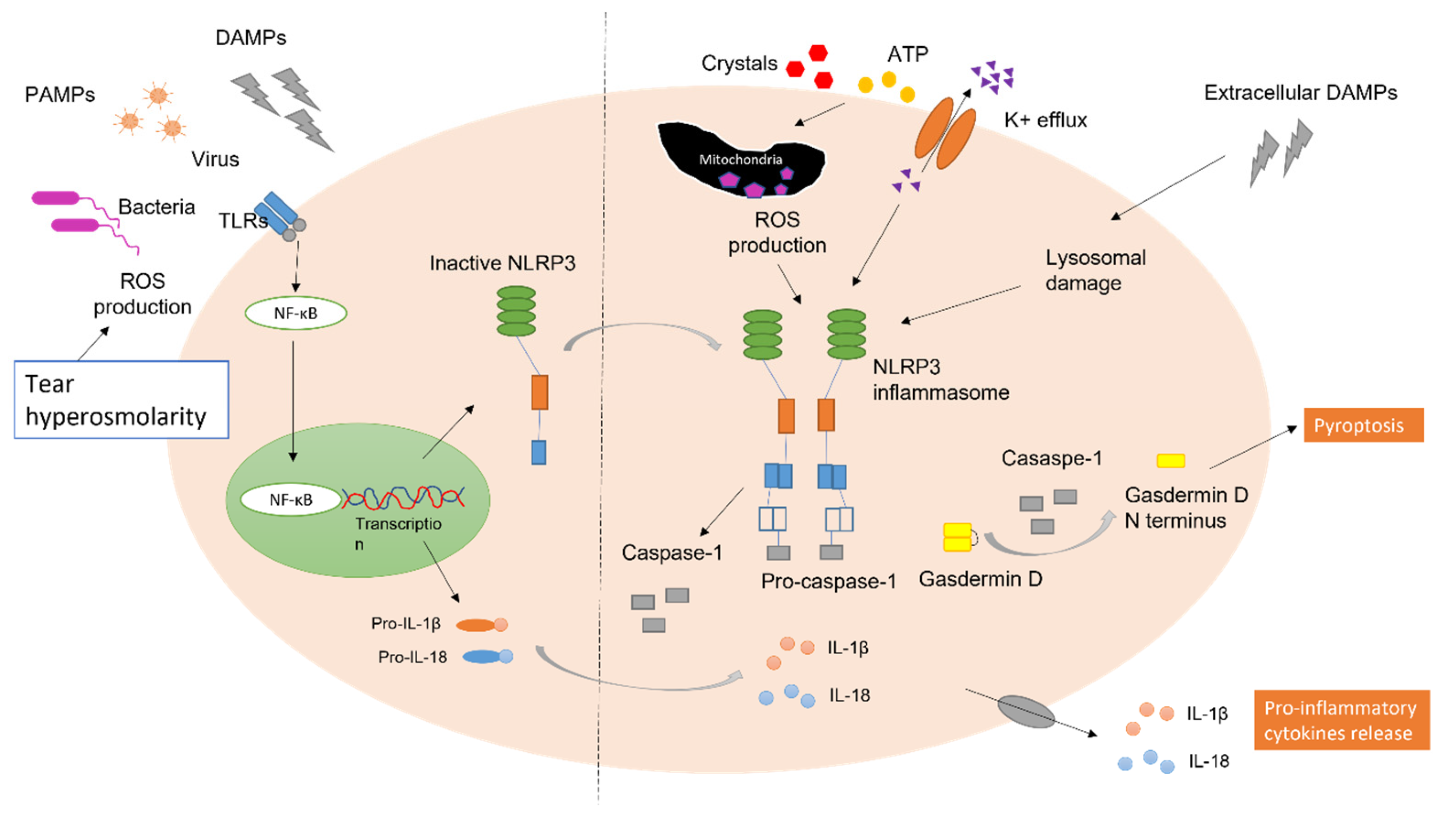 Ijms 24 10866 g004 Ijms 24 10866 g004