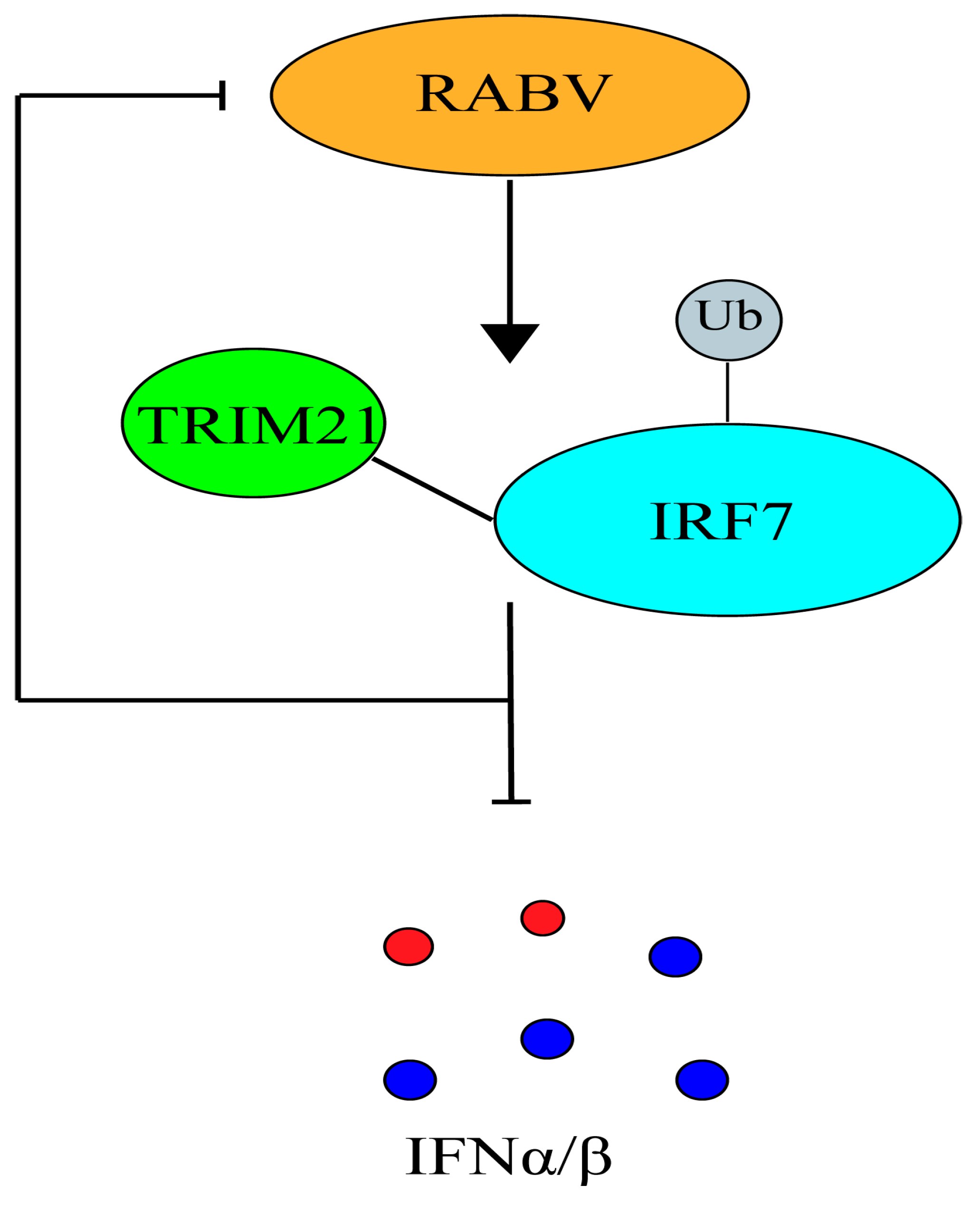 IJMS | Free Full-Text | TRIM21 Promotes Rabies Virus Production By ...