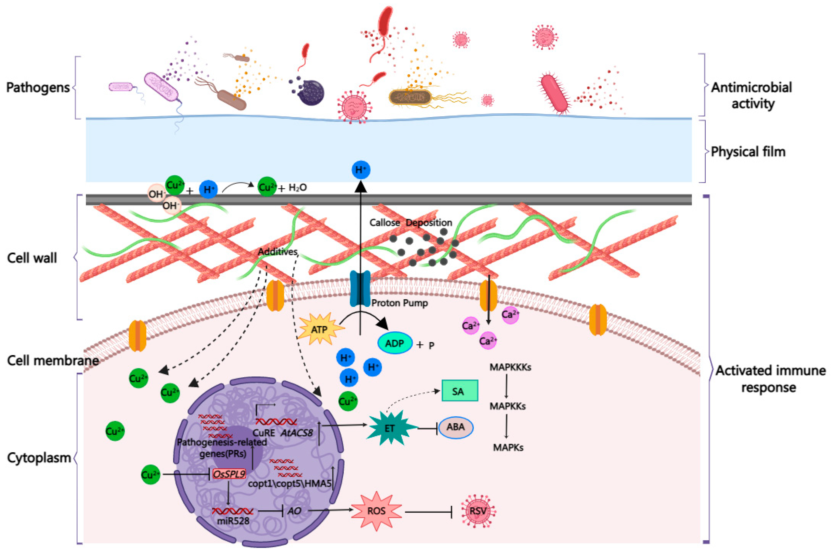 Ijms 24 10893 g002 Ijms 24 10893 g002