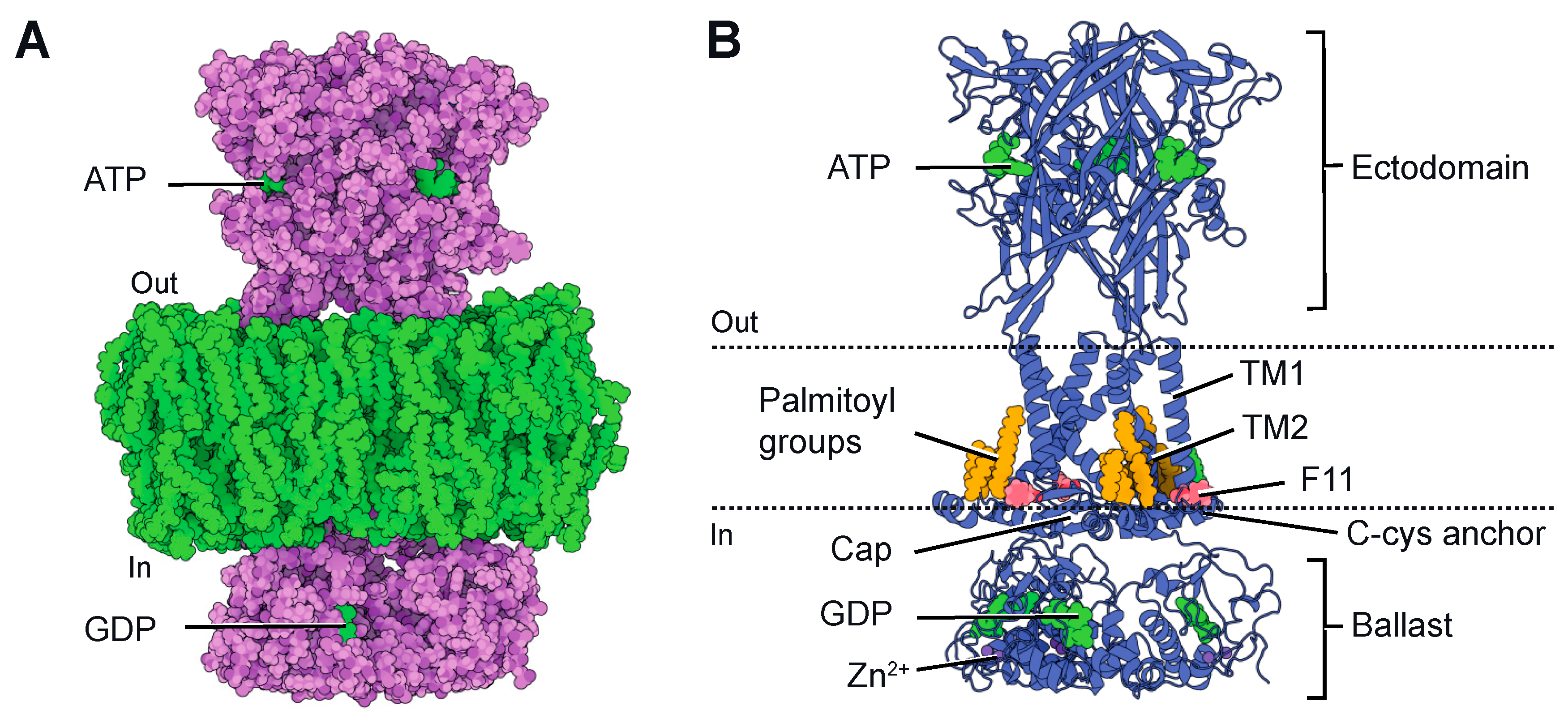 Ijms 24 10896 g001 Ijms 24 10896 g001