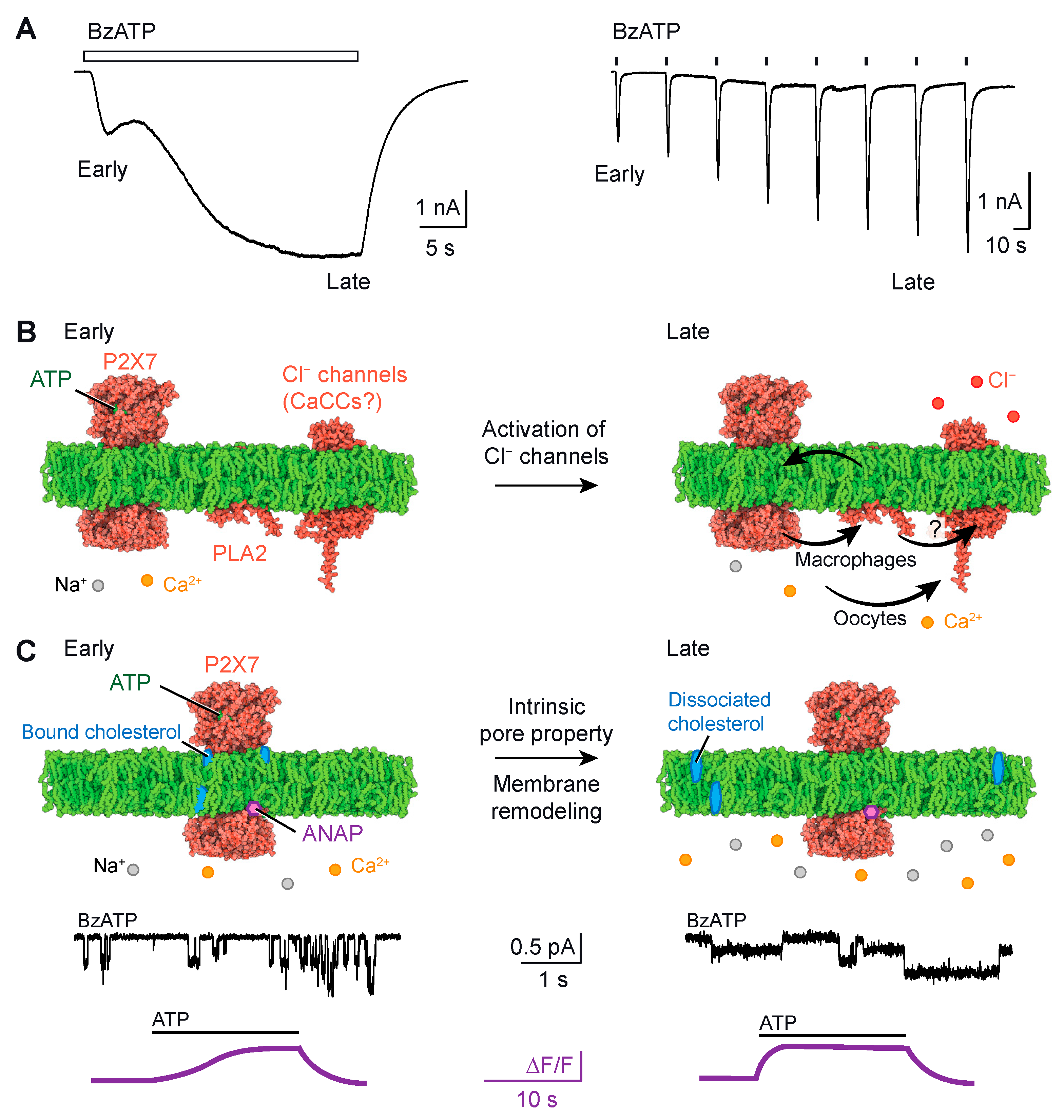 Ijms 24 10896 g002 Ijms 24 10896 g002