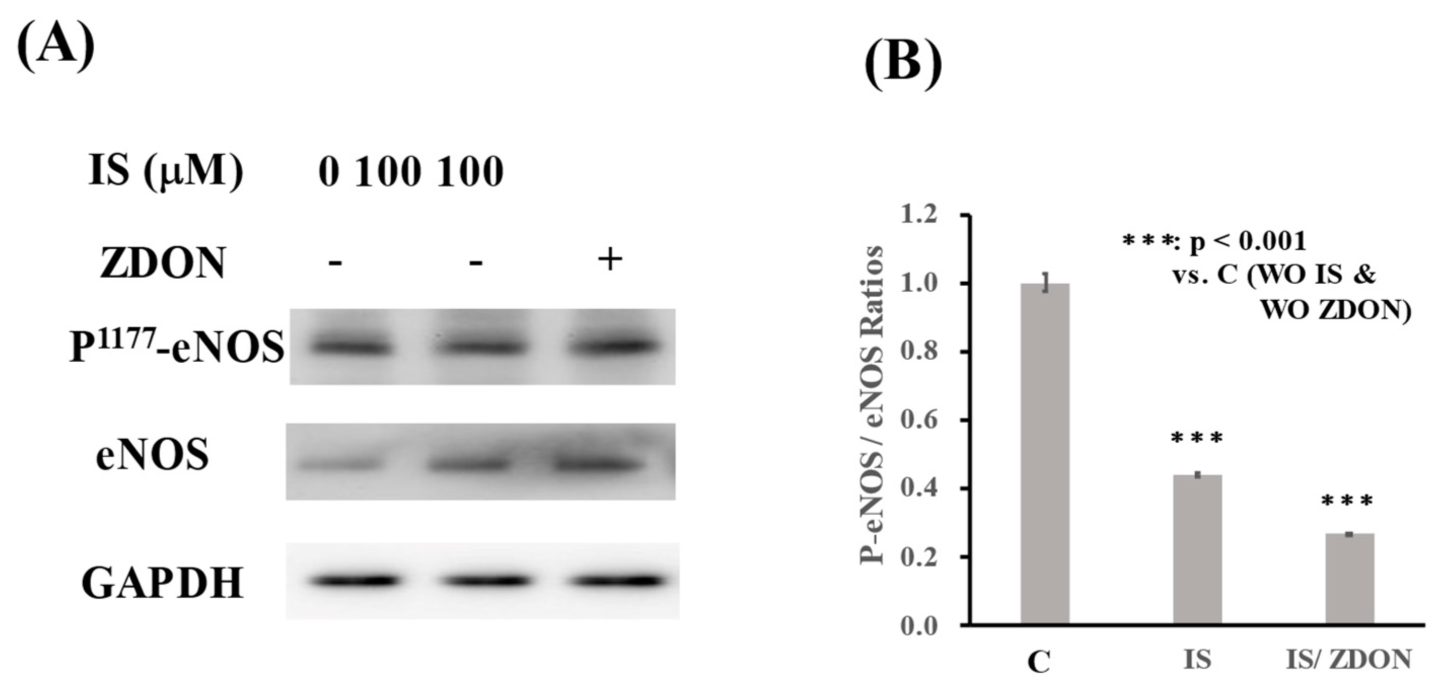 Ijms 24 10935 g004 Ijms 24 10935 g004