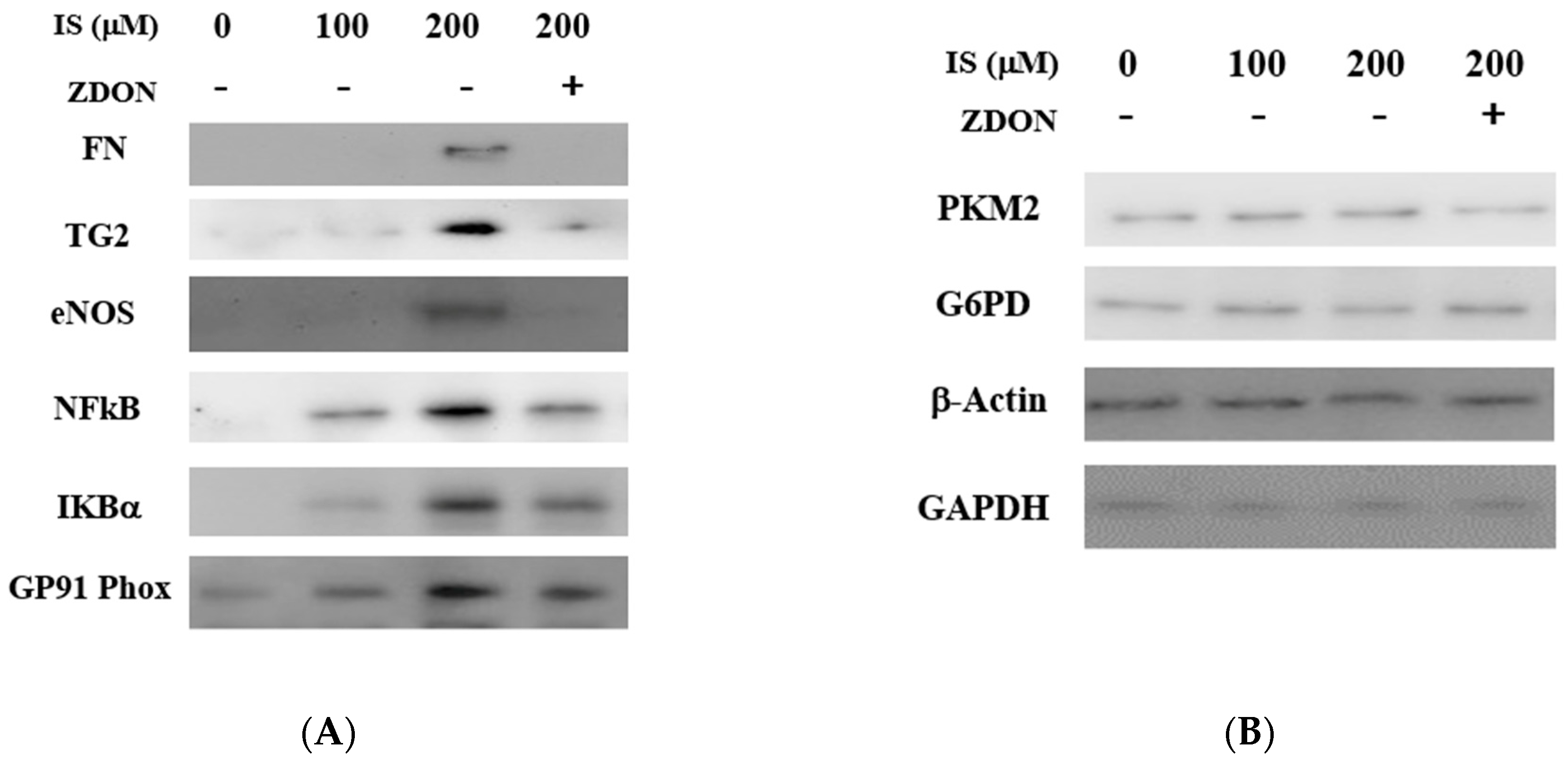 Ijms 24 10935 g005 Ijms 24 10935 g005