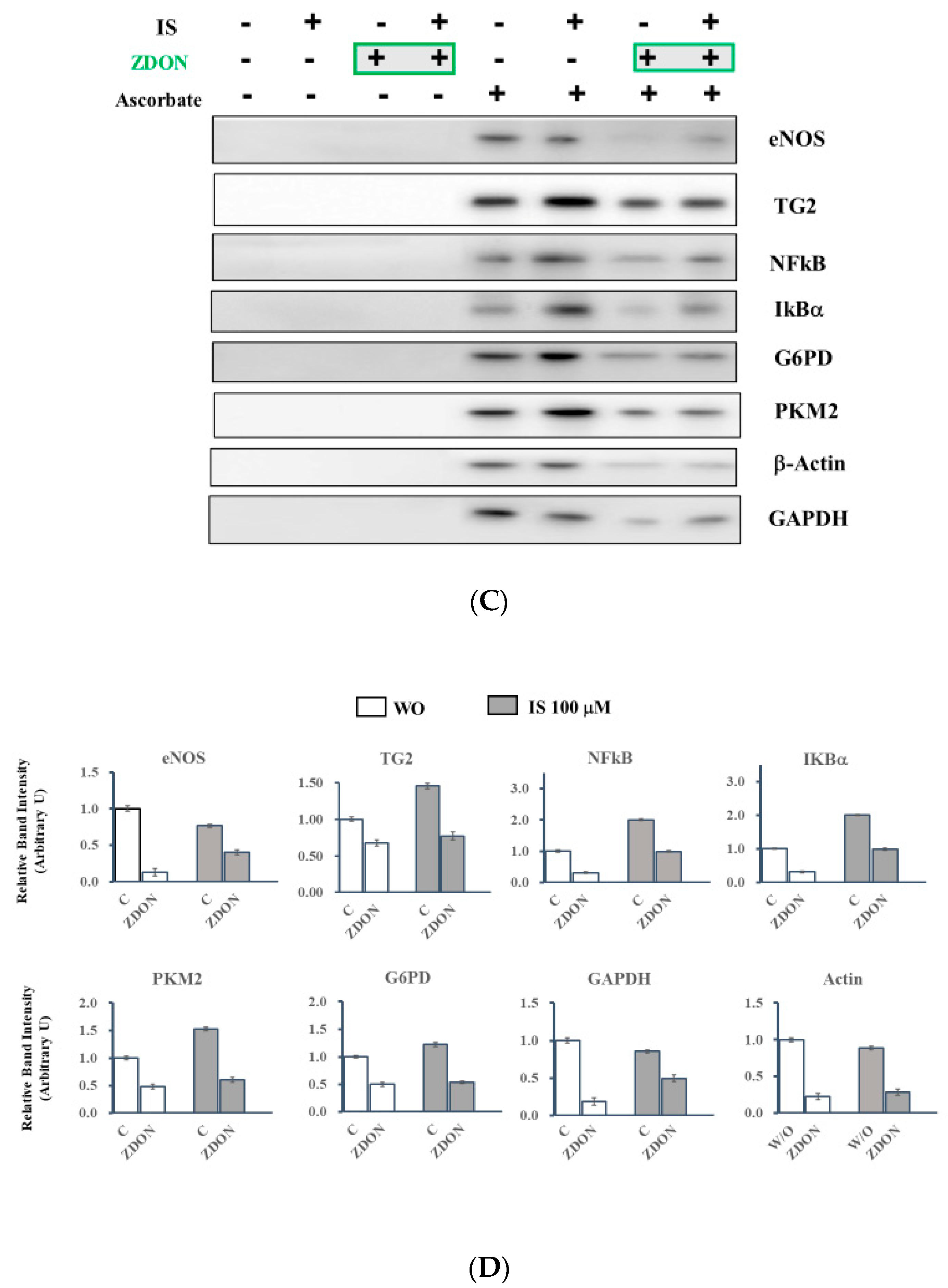 Ijms 24 10935 g006b Ijms 24 10935 g006b