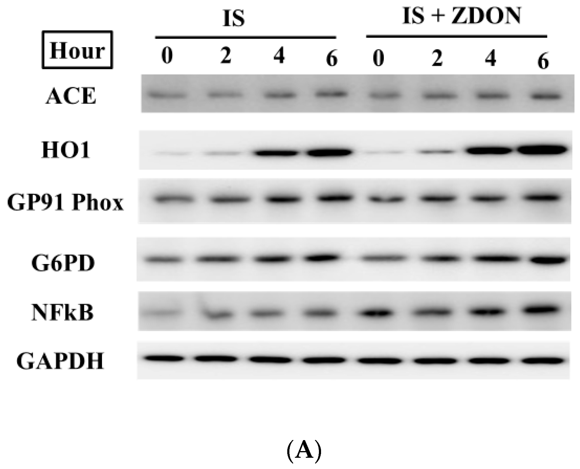 Ijms 24 10935 g007a Ijms 24 10935 g007a