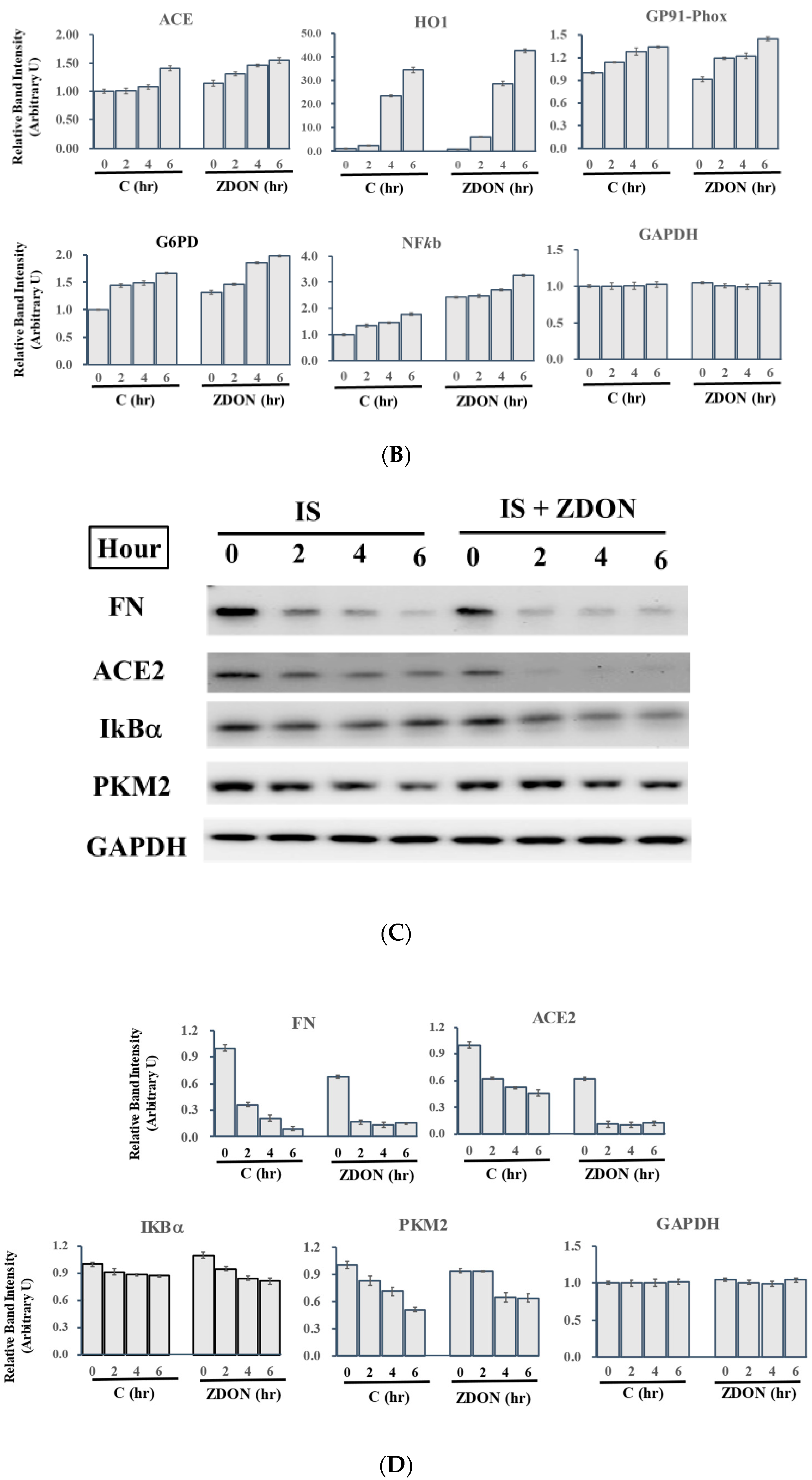 Ijms 24 10935 g007b Ijms 24 10935 g007b